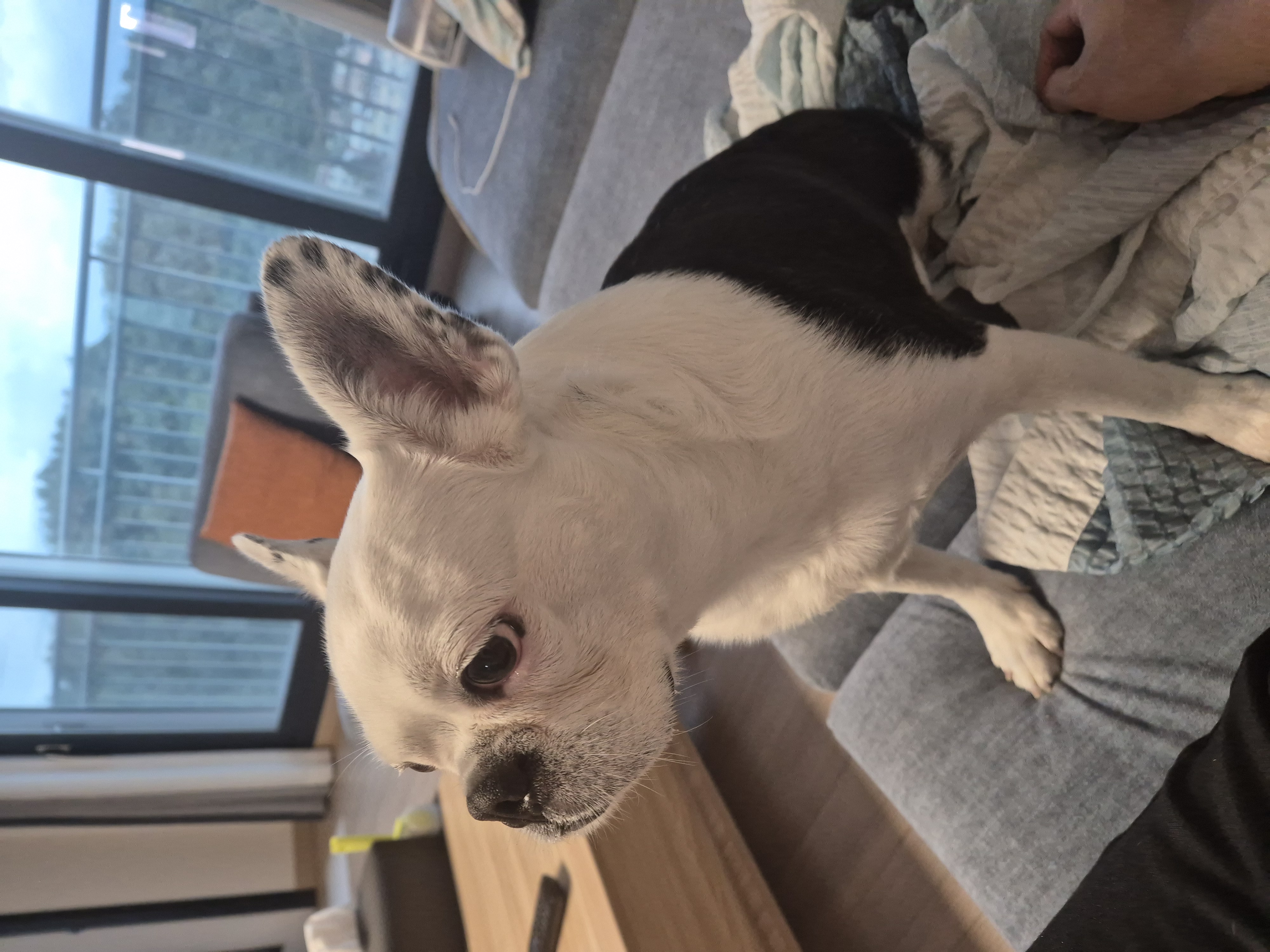 애둥이 소소한 근황