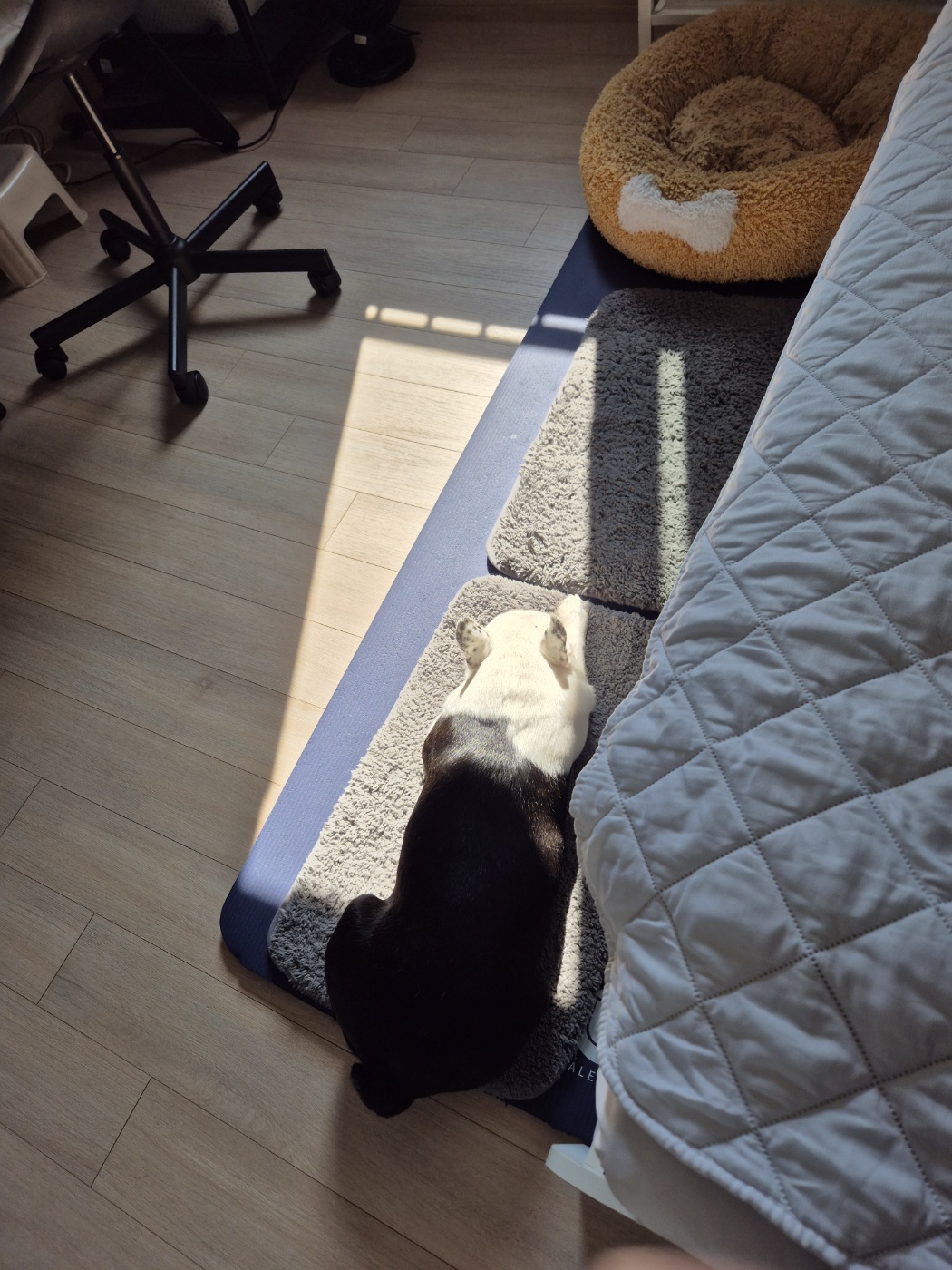 애둥이 소소한 근황