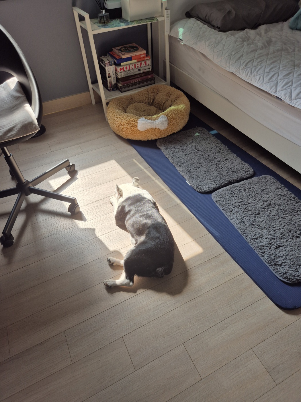 애둥이 소소한 근황