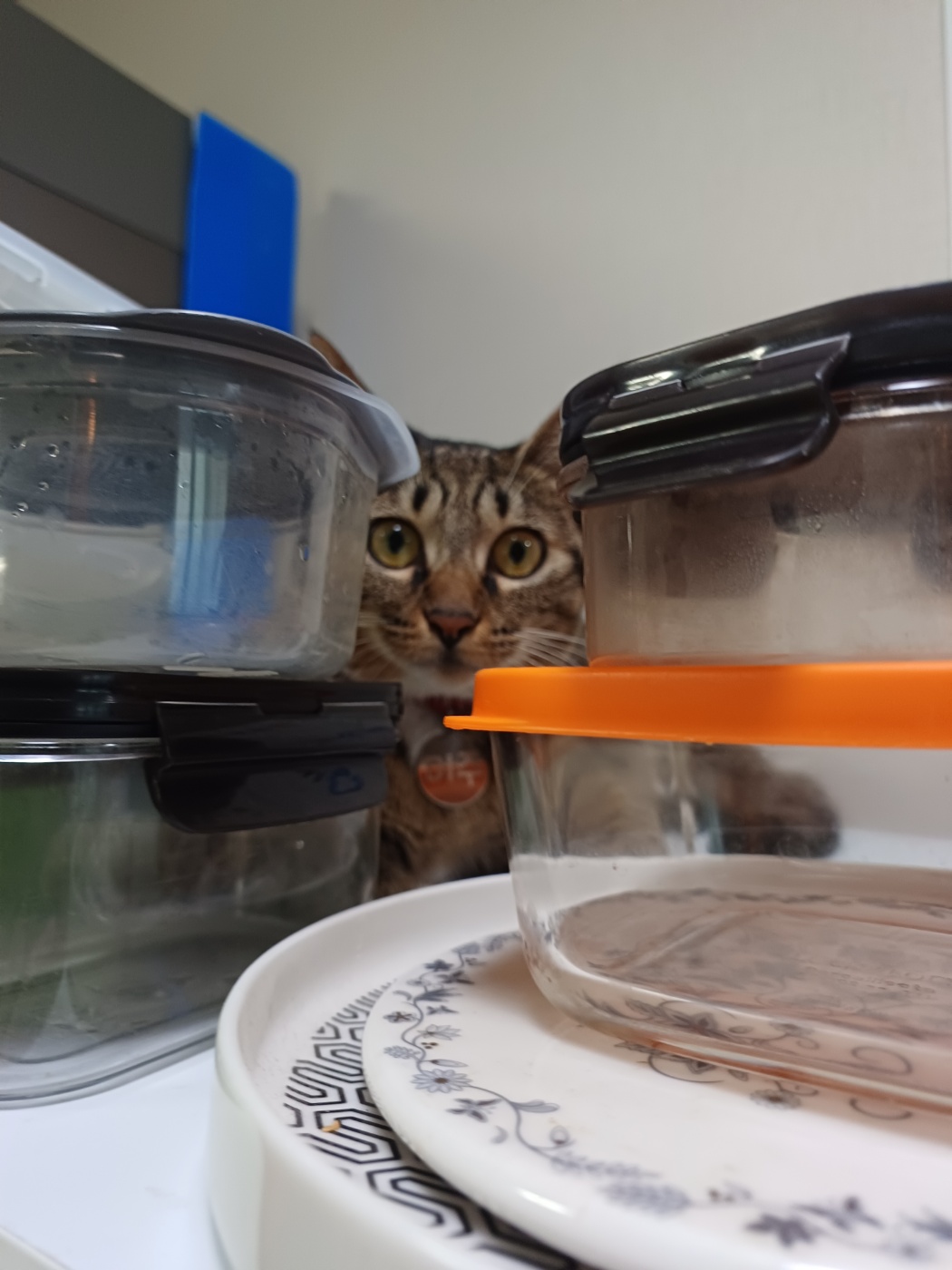 현 길동이 일상이야기 (구 승희)