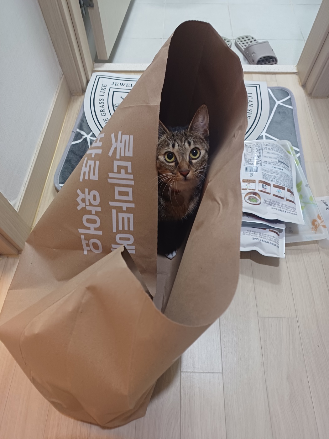 현 길동이 일상이야기 (구 승희)