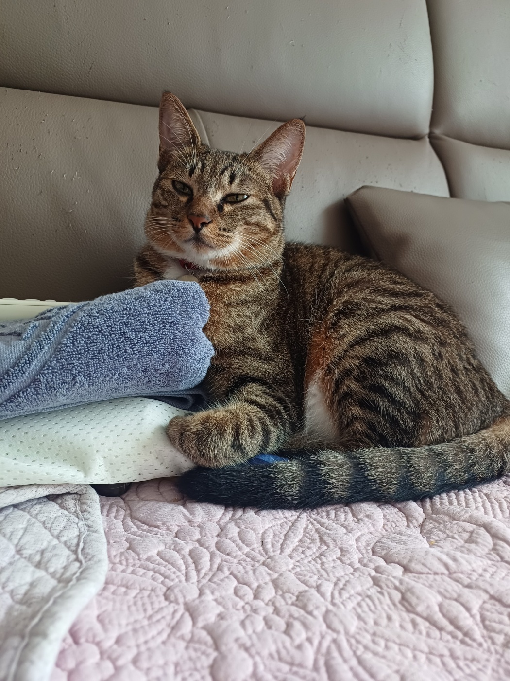 현 길동이 일상이야기 (구 승희)