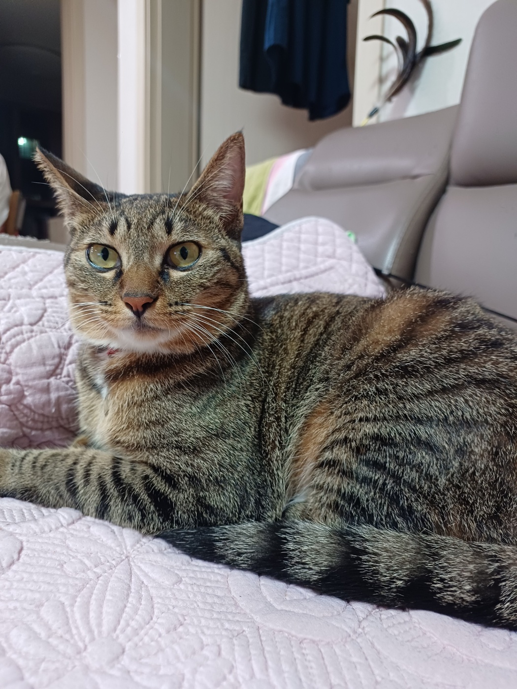 현 길동이 일상이야기 (구 승희)