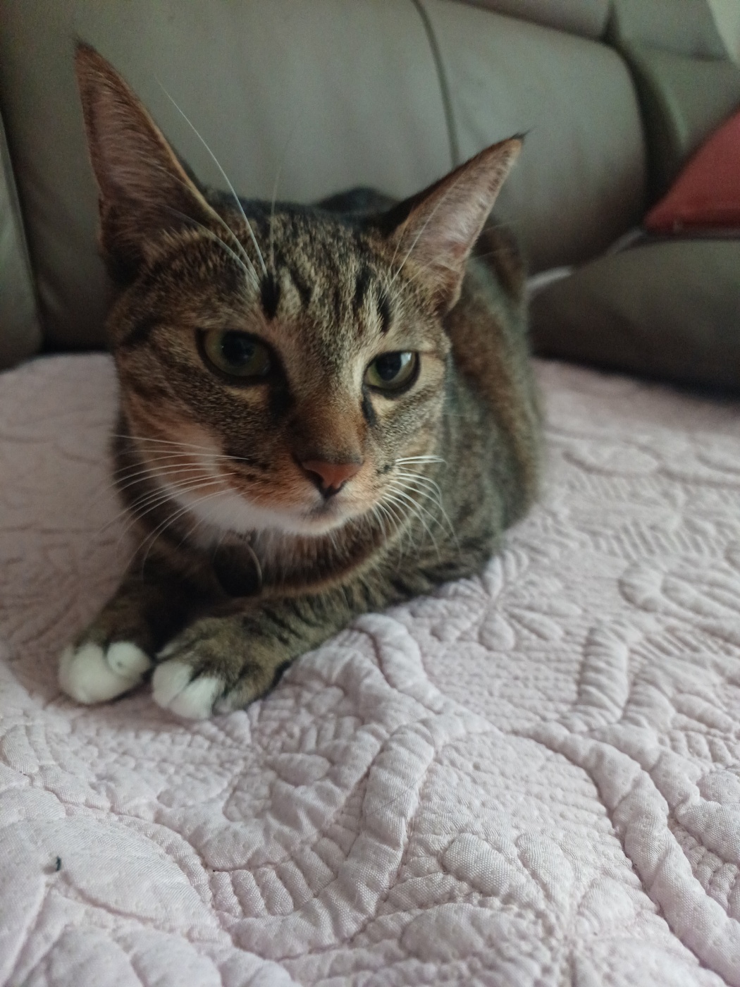 현 길동이 일상이야기 (구 승희)