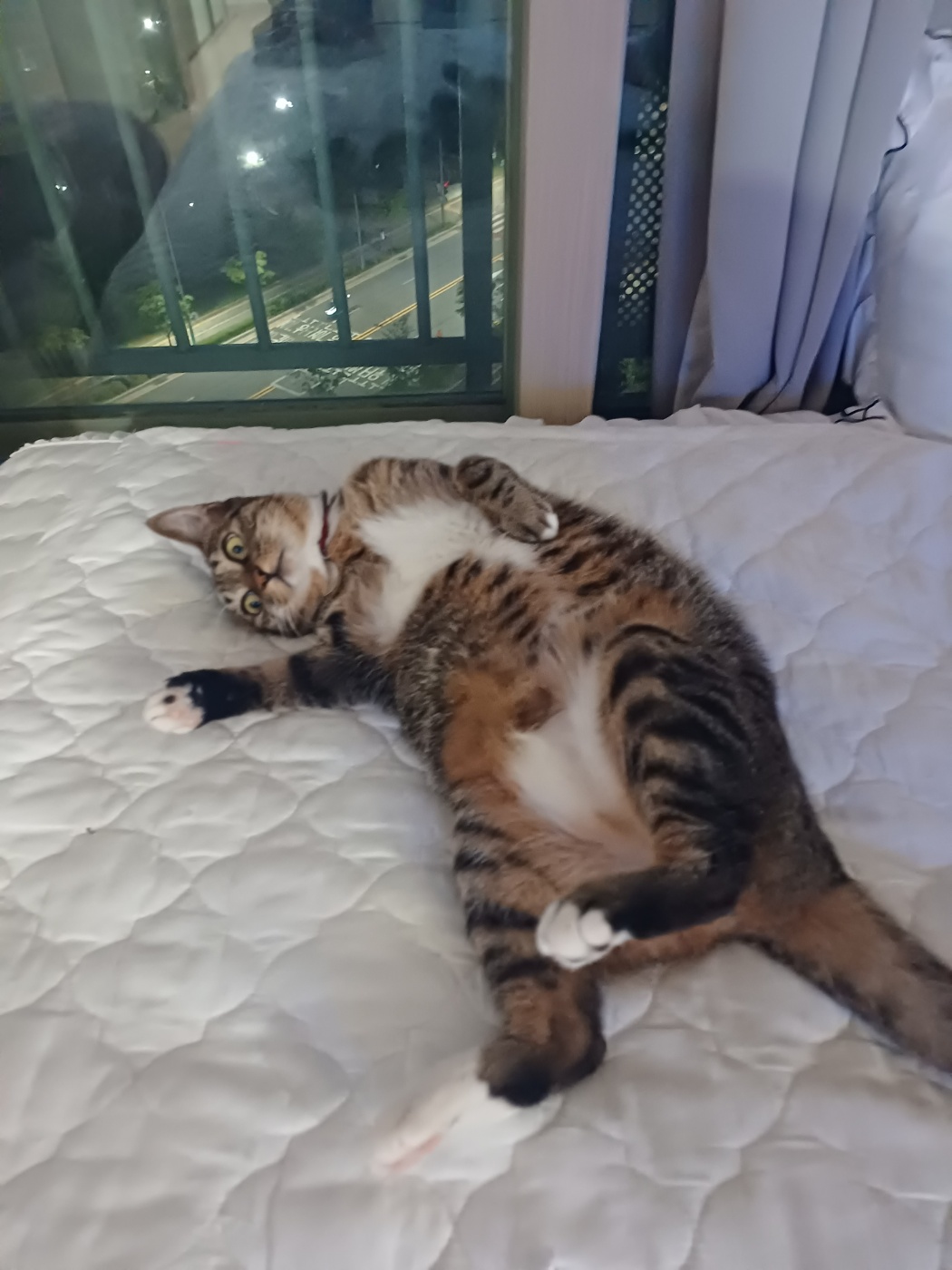 현 길동이 일상이야기 (구 승희)