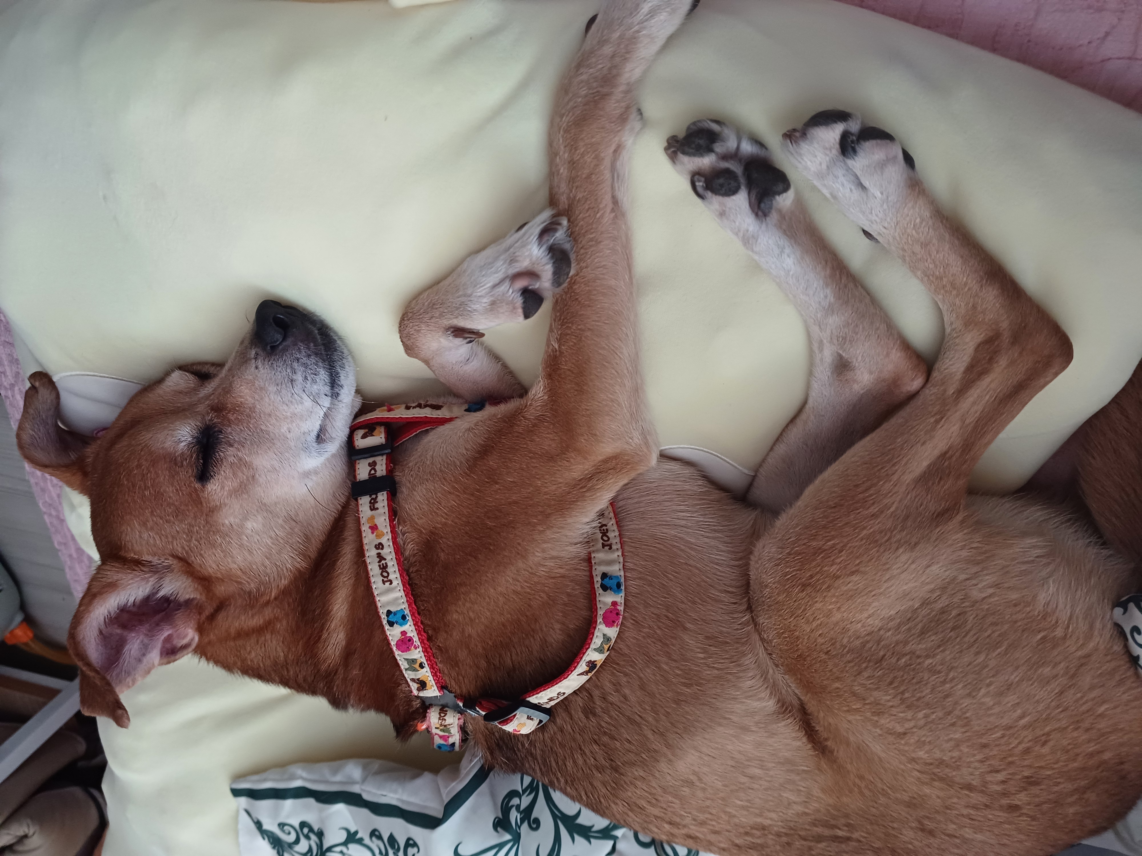 얼짱 몸짱 다온이 소식이에요~