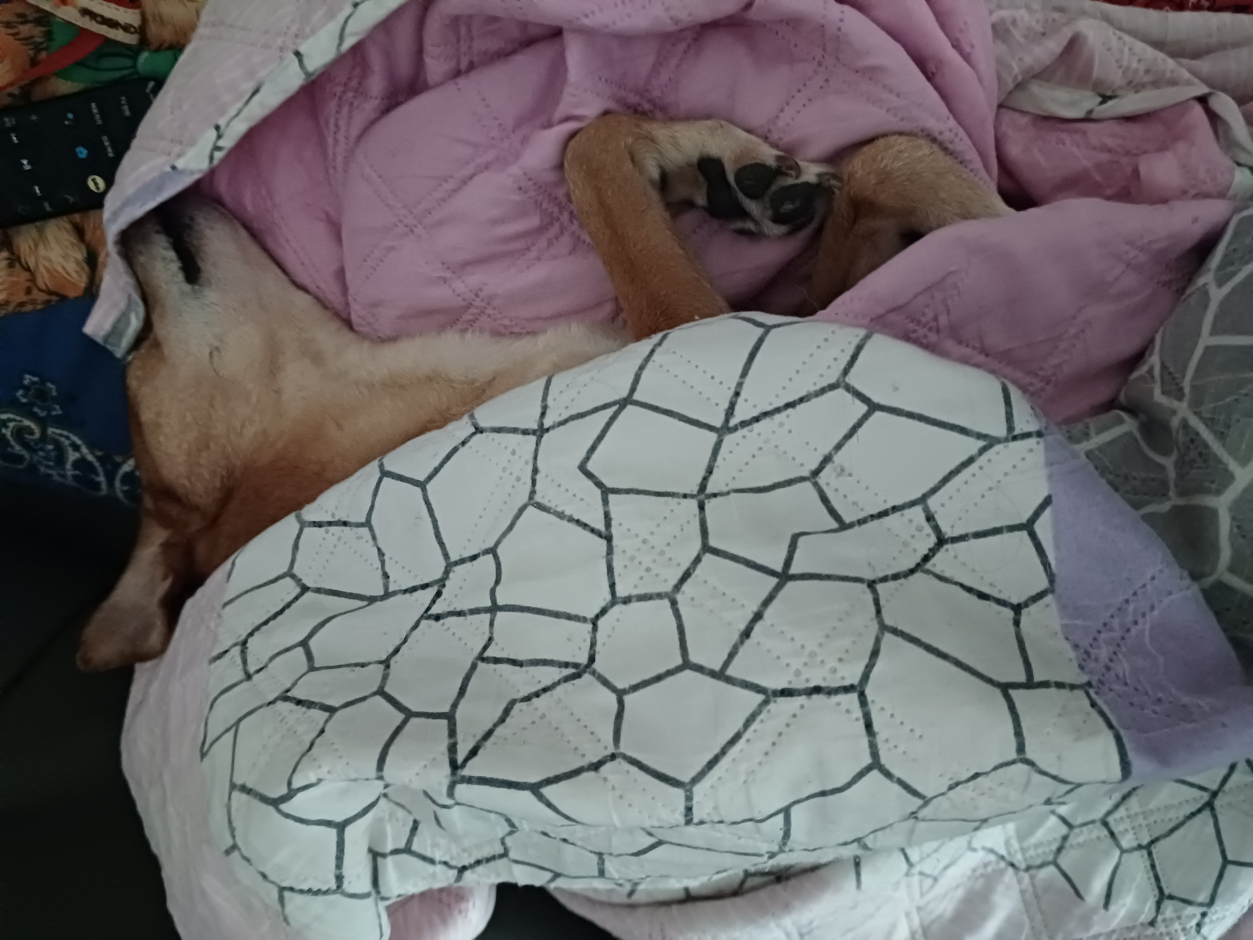 얼짱 몸짱 다온이 소식이에요~