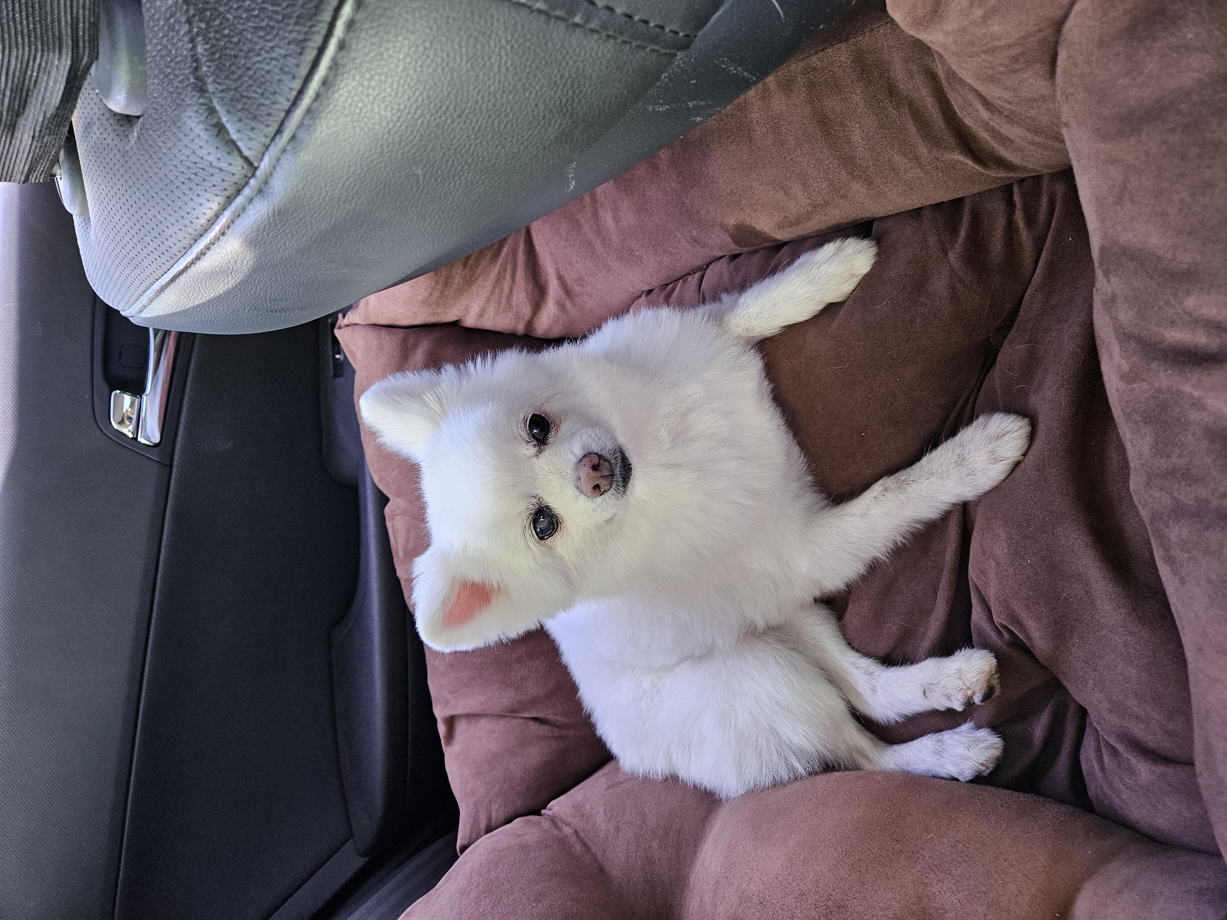 보슬이임시보호7일