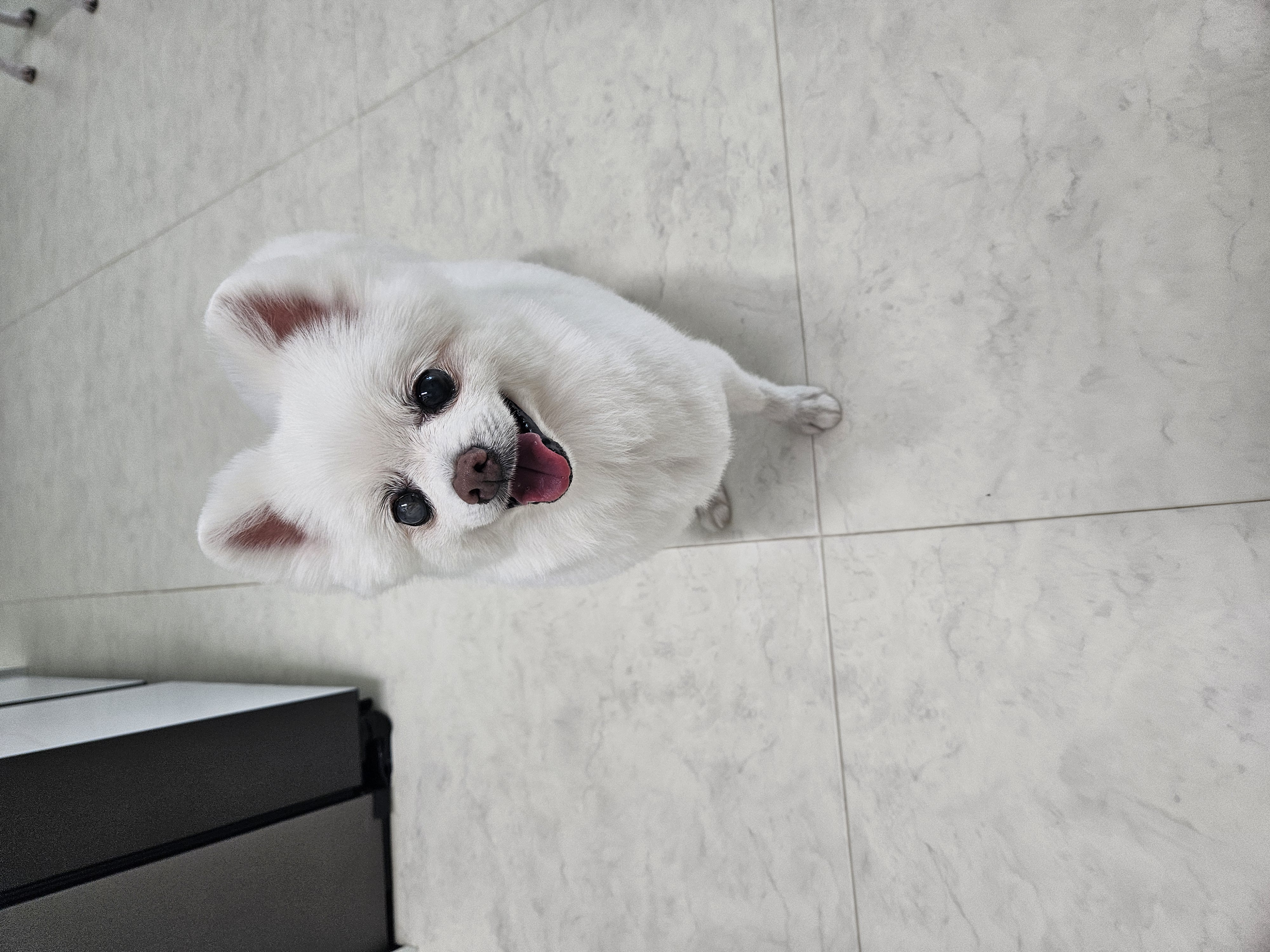 보슬이임시보호7일