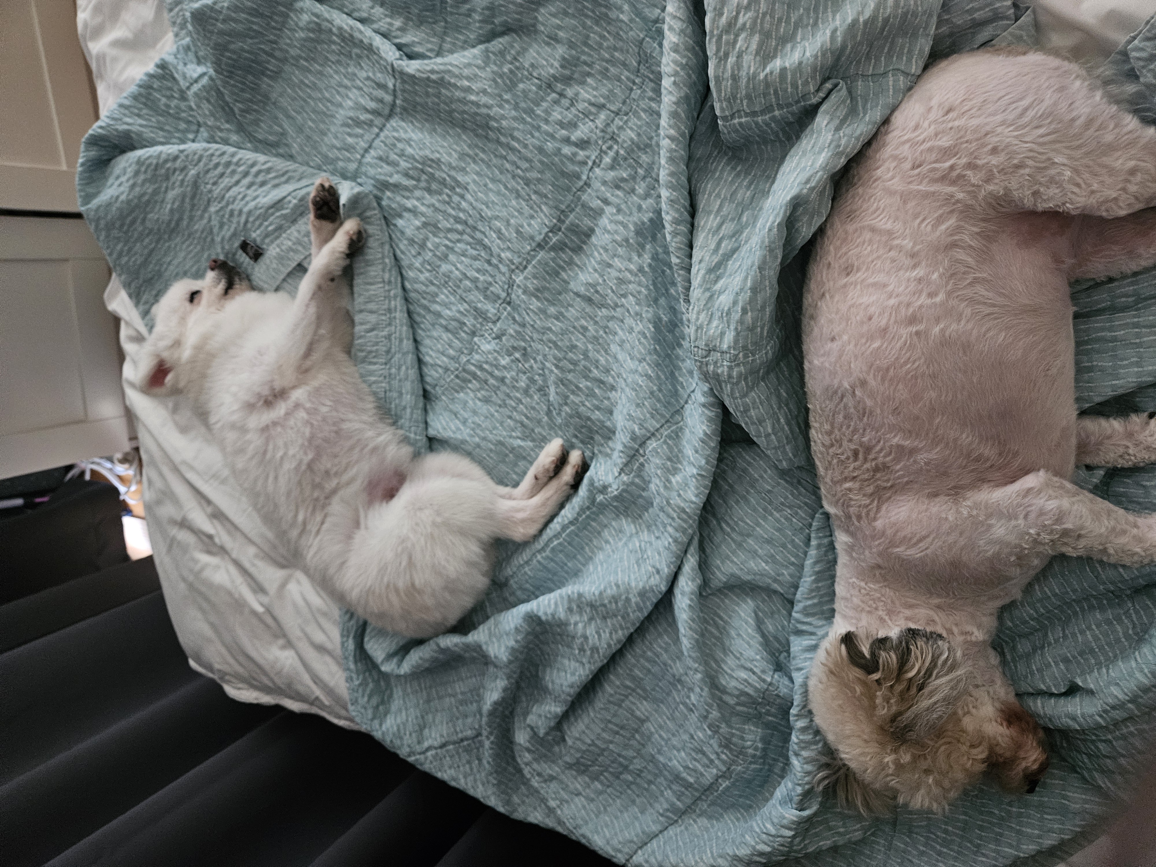 보슬이임시보호7일