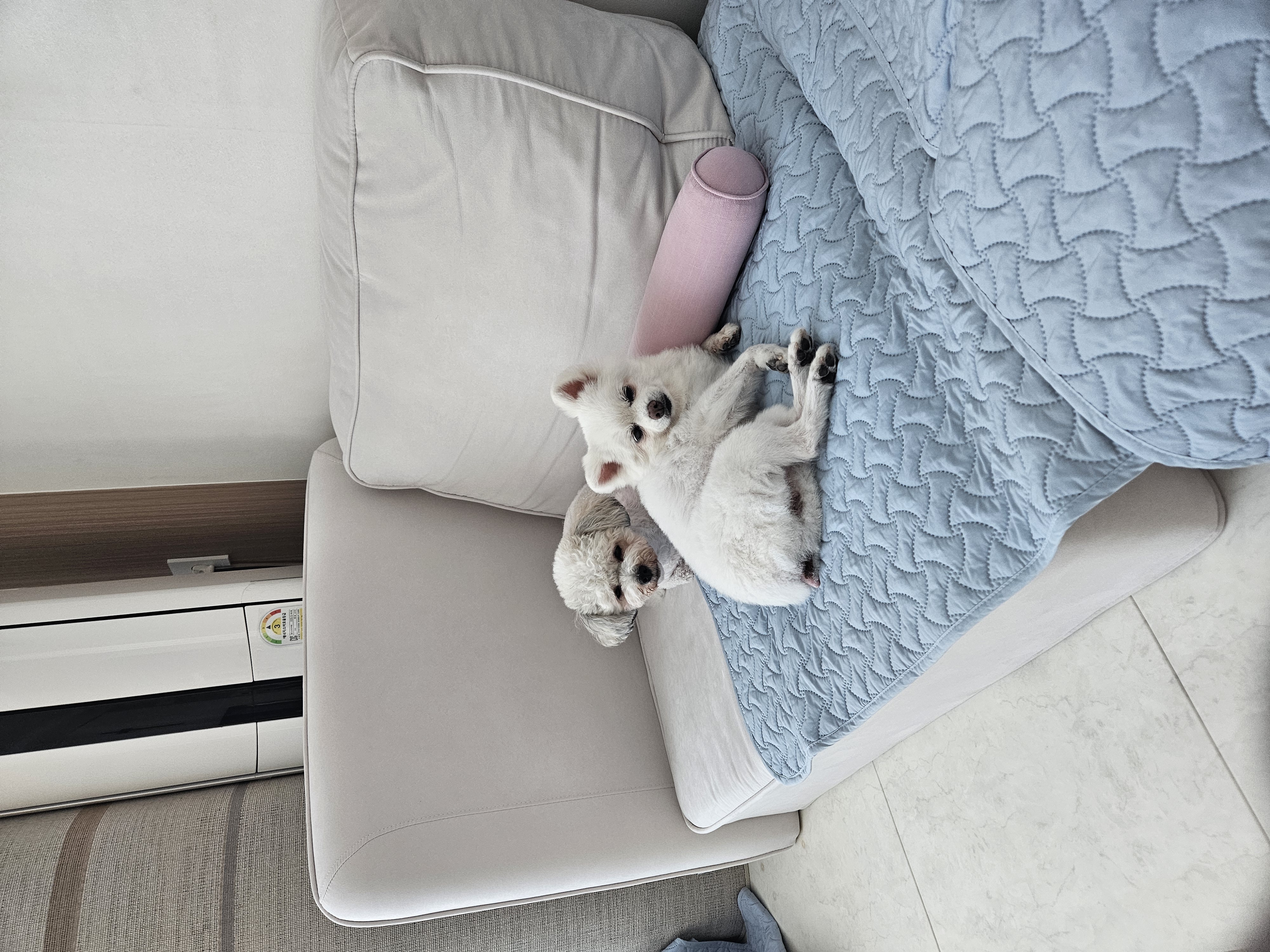 보슬이임시보호7일