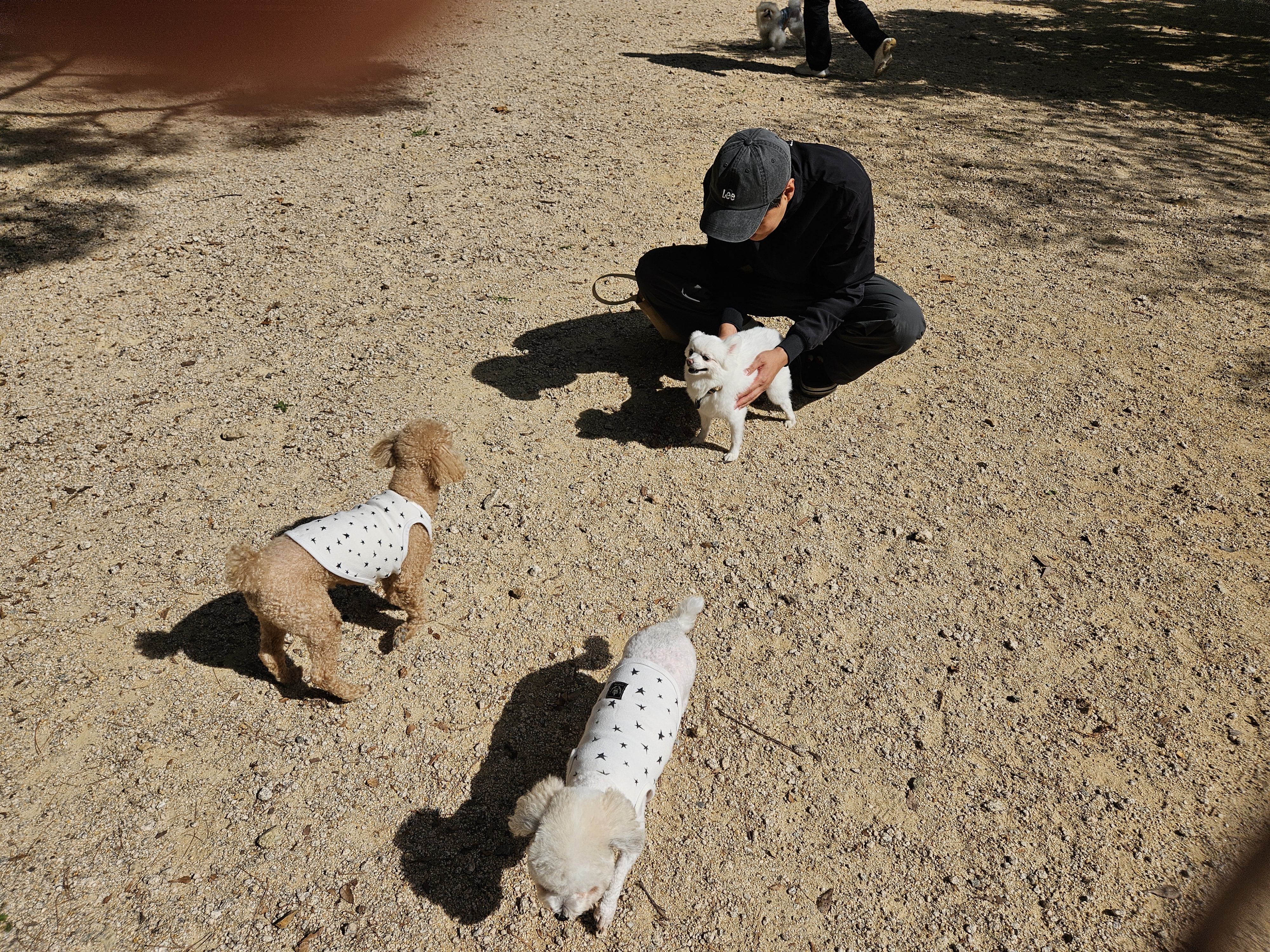 보슬이임시보호7일