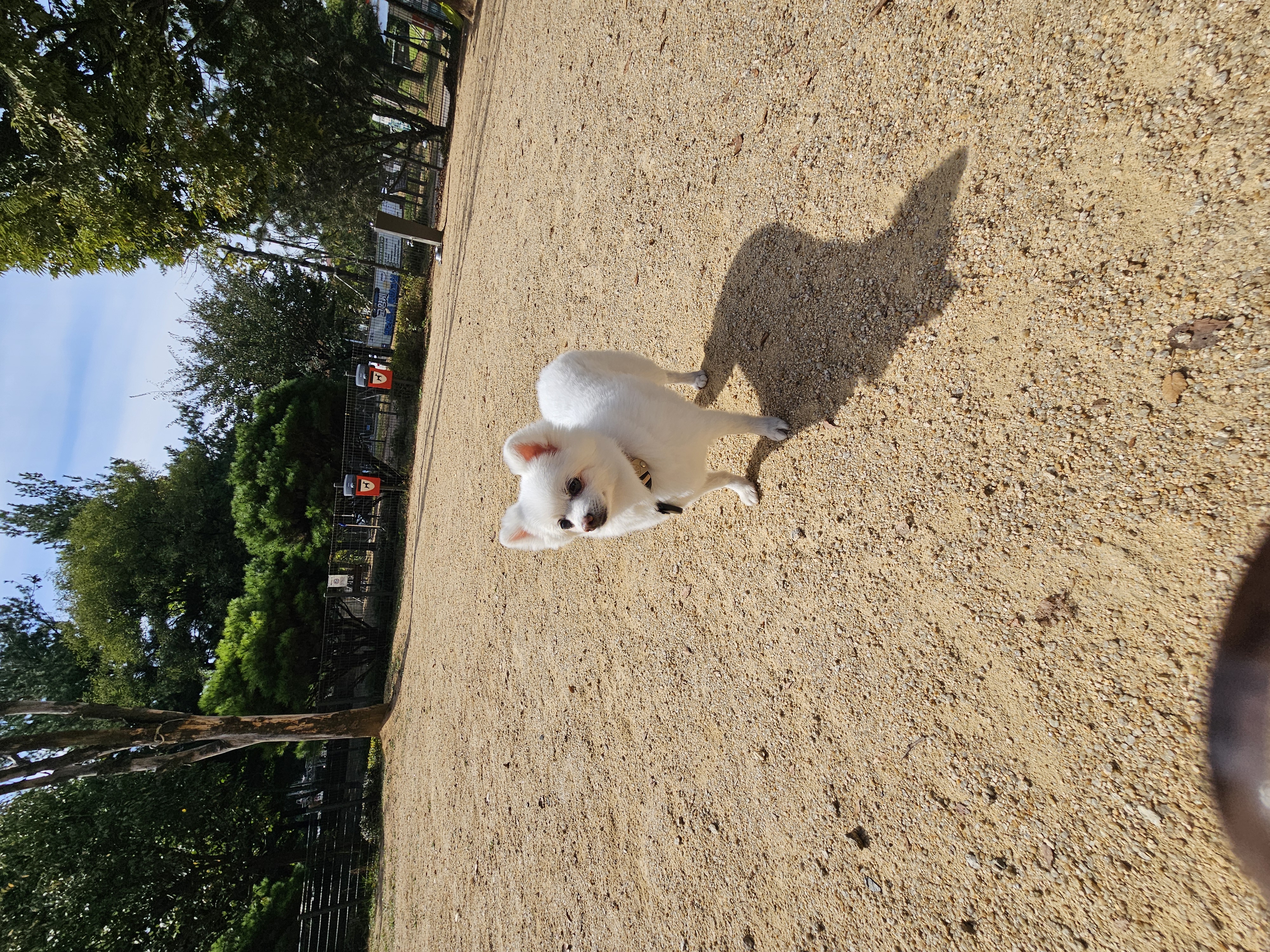 보슬이임시보호7일