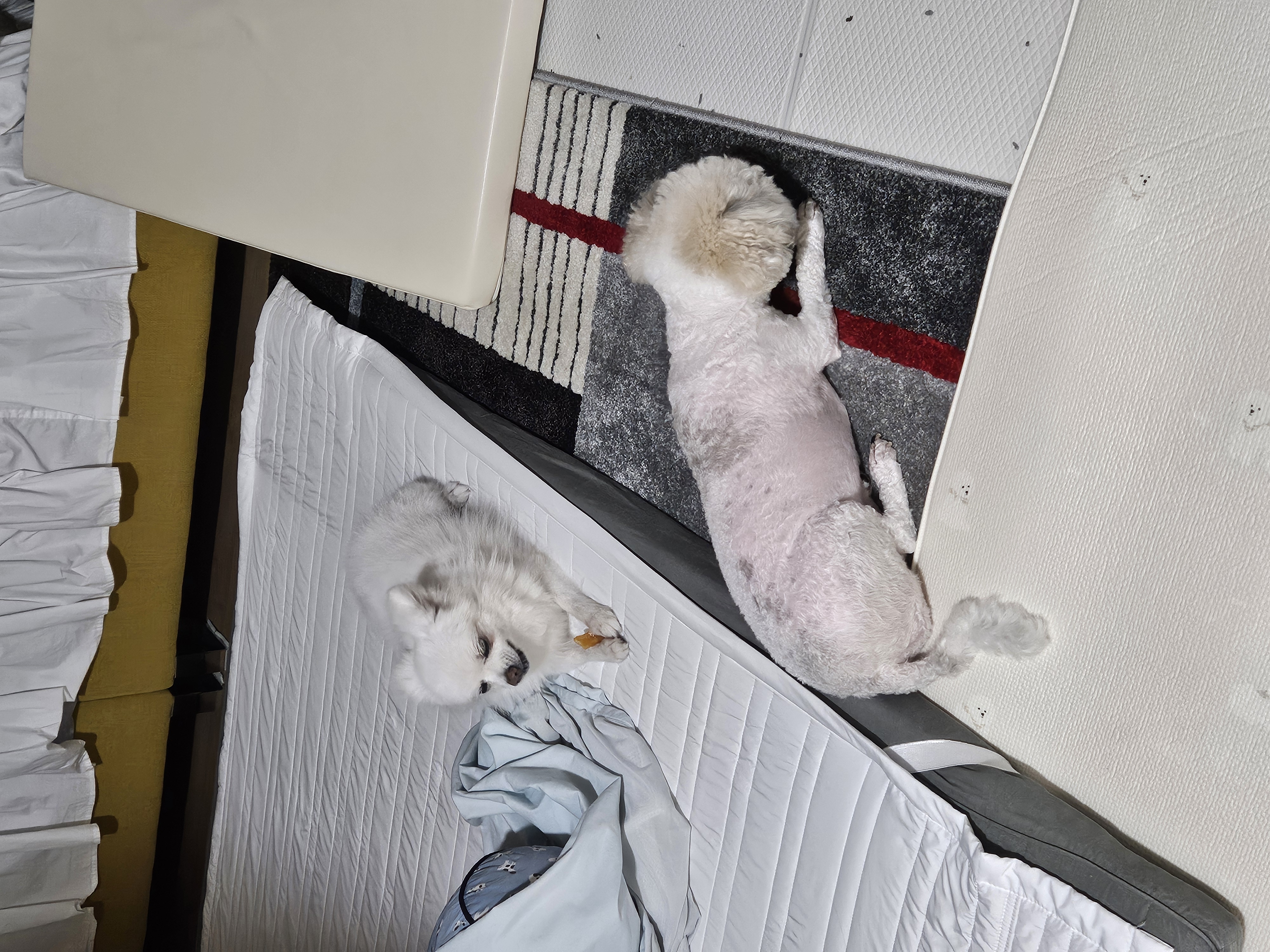 보슬이임시보호7일