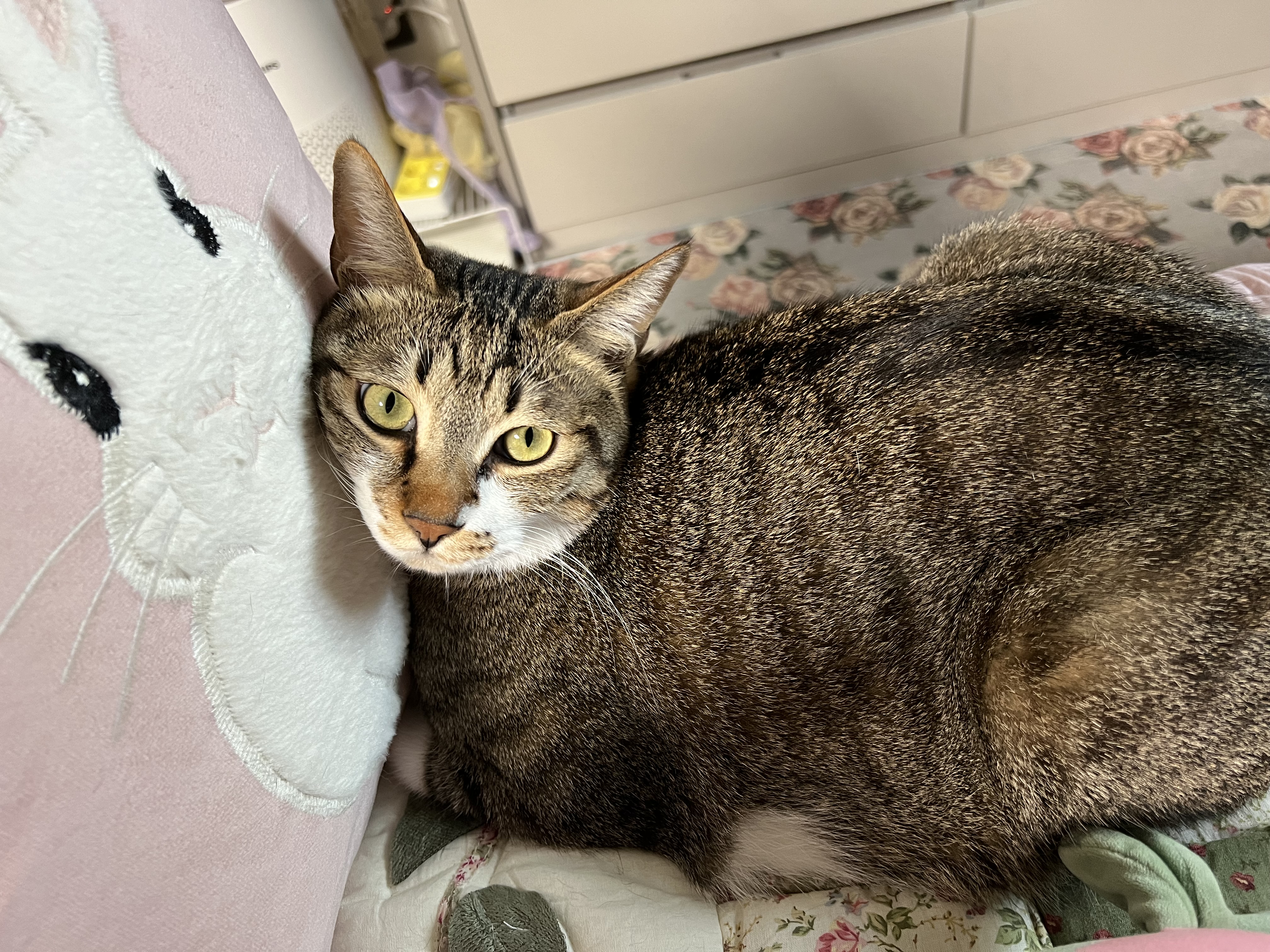 입양 2주년 보고: 타바사(구 트윙클)