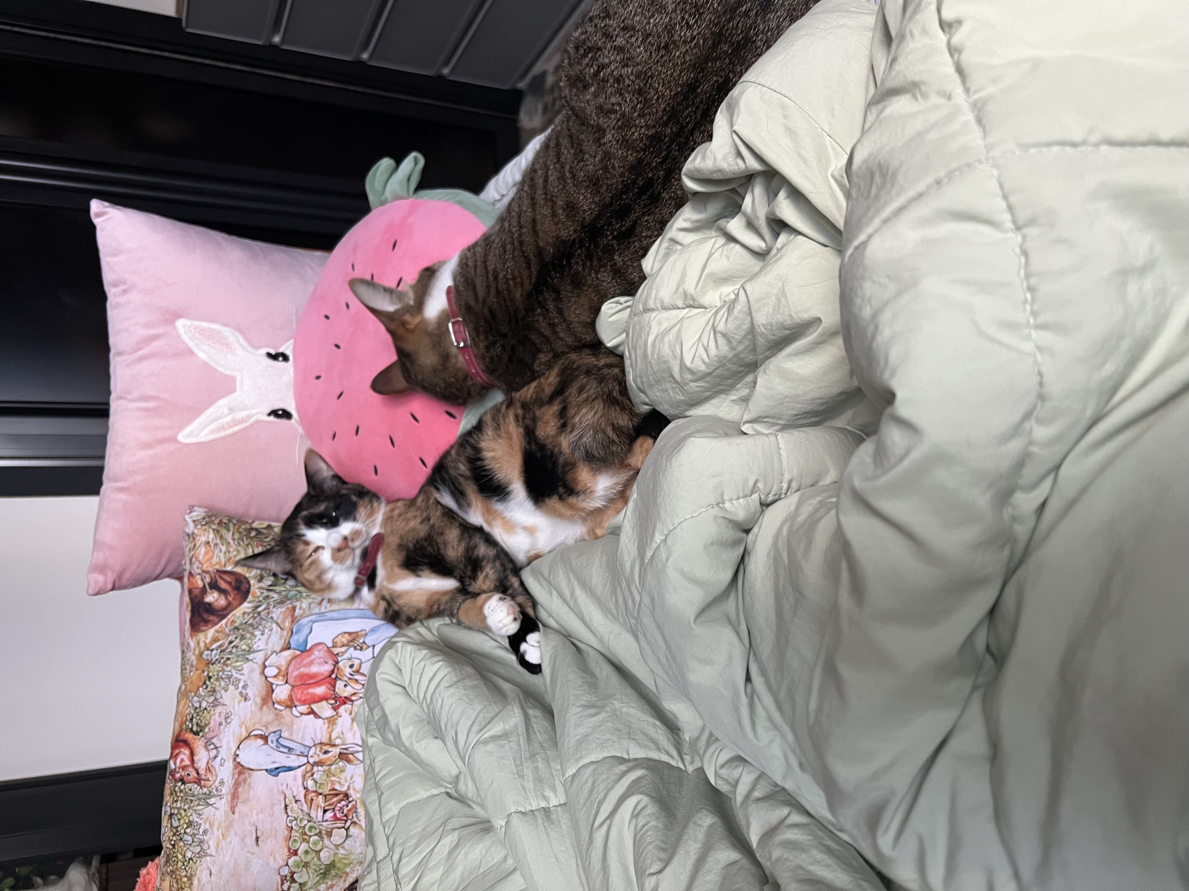 입양 2주년 보고: 타바사(구 트윙클)