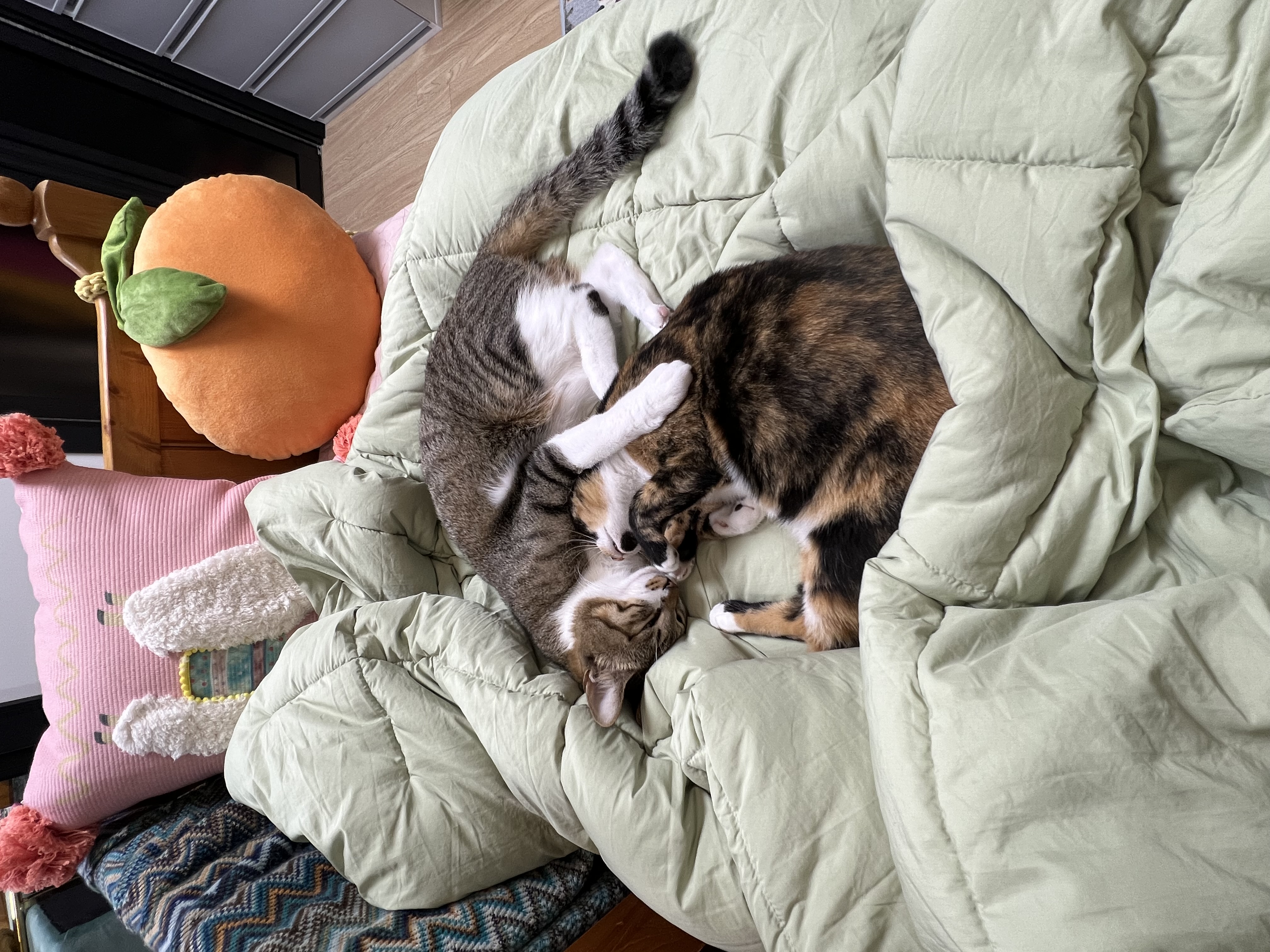 입양 2주년 보고: 타바사(구 트윙클)