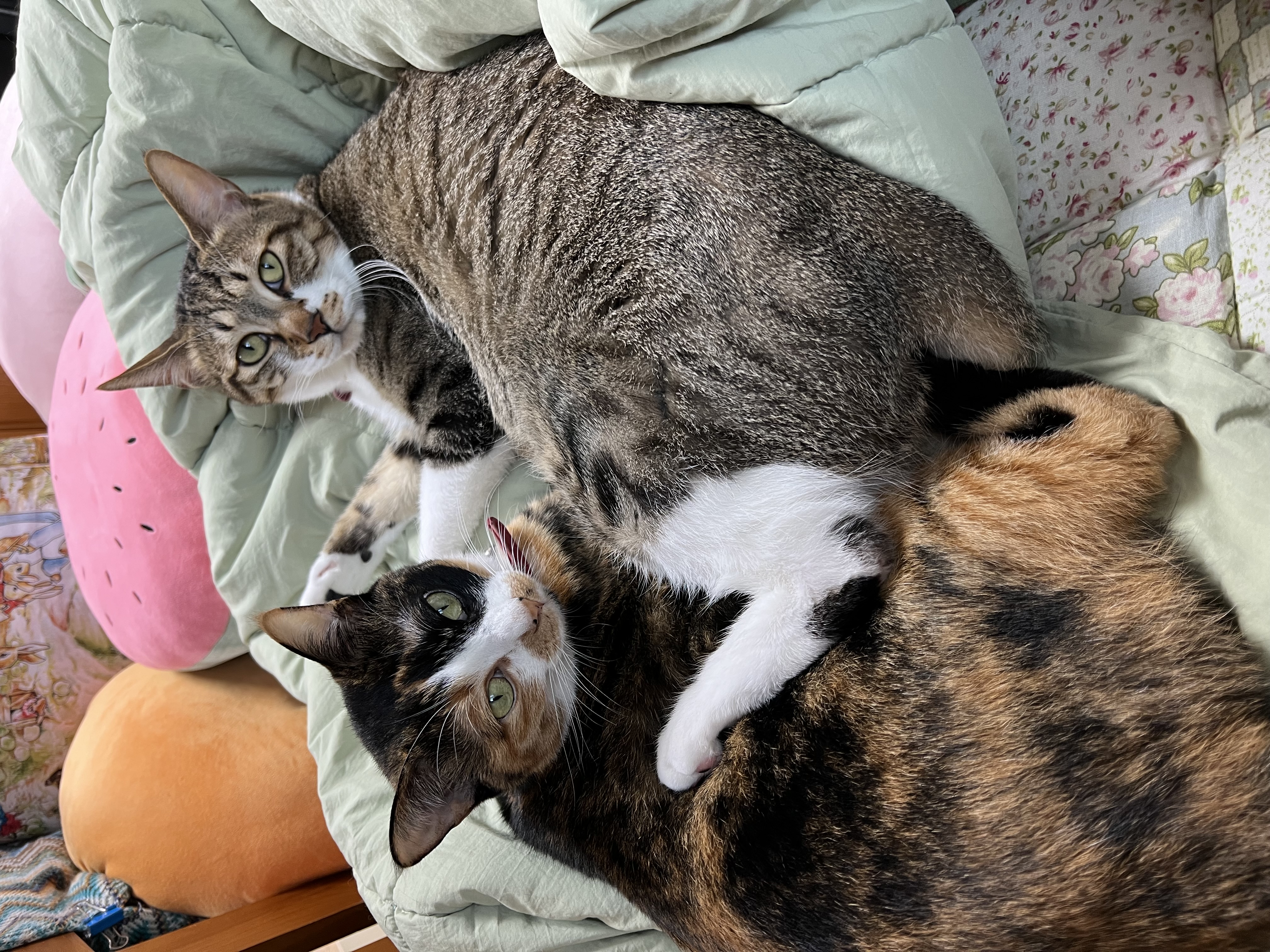 입양 2주년 보고: 타바사(구 트윙클)