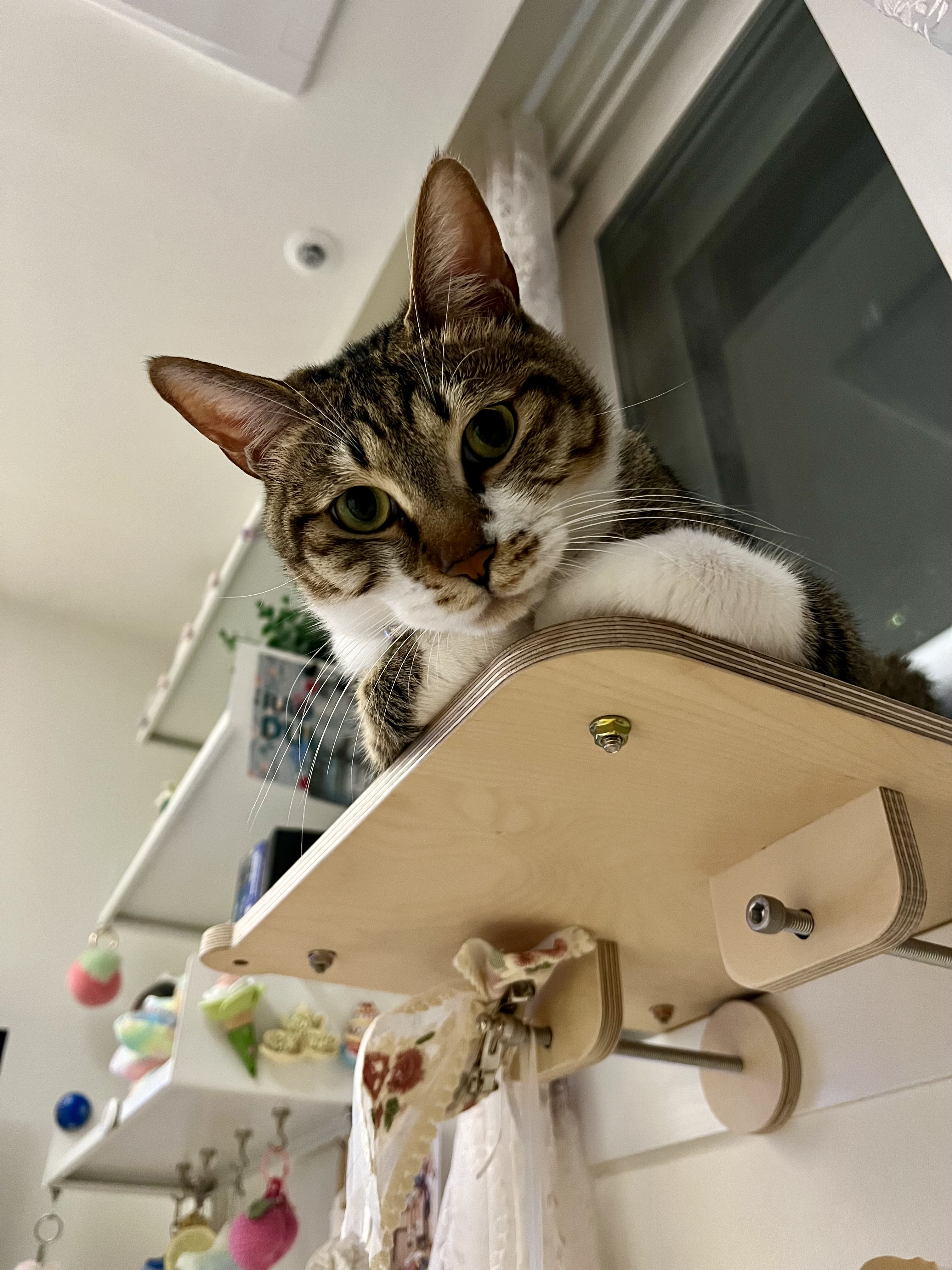 입양 2주년 보고: 타바사(구 트윙클)