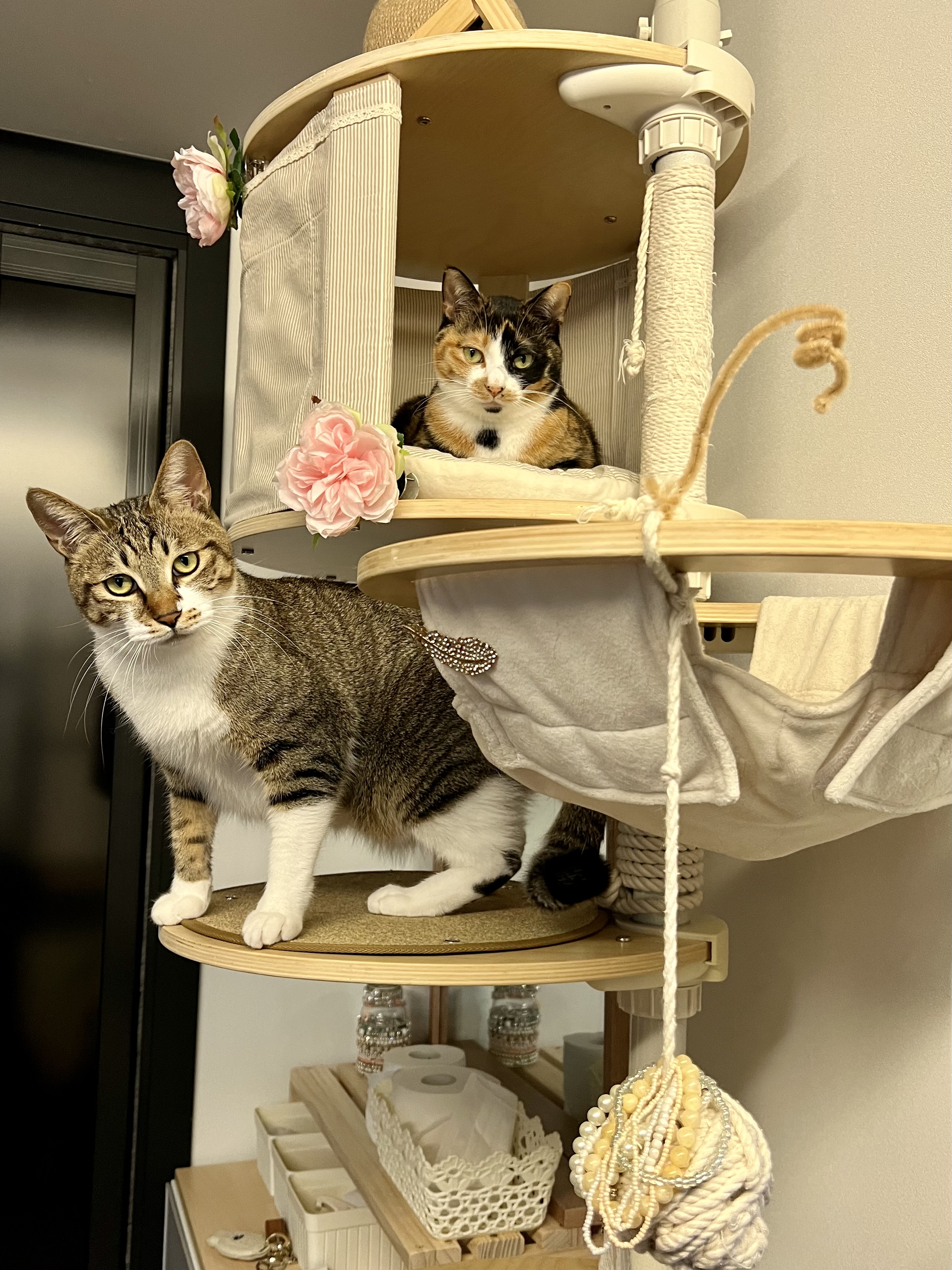 입양 2주년 보고: 타바사(구 트윙클)