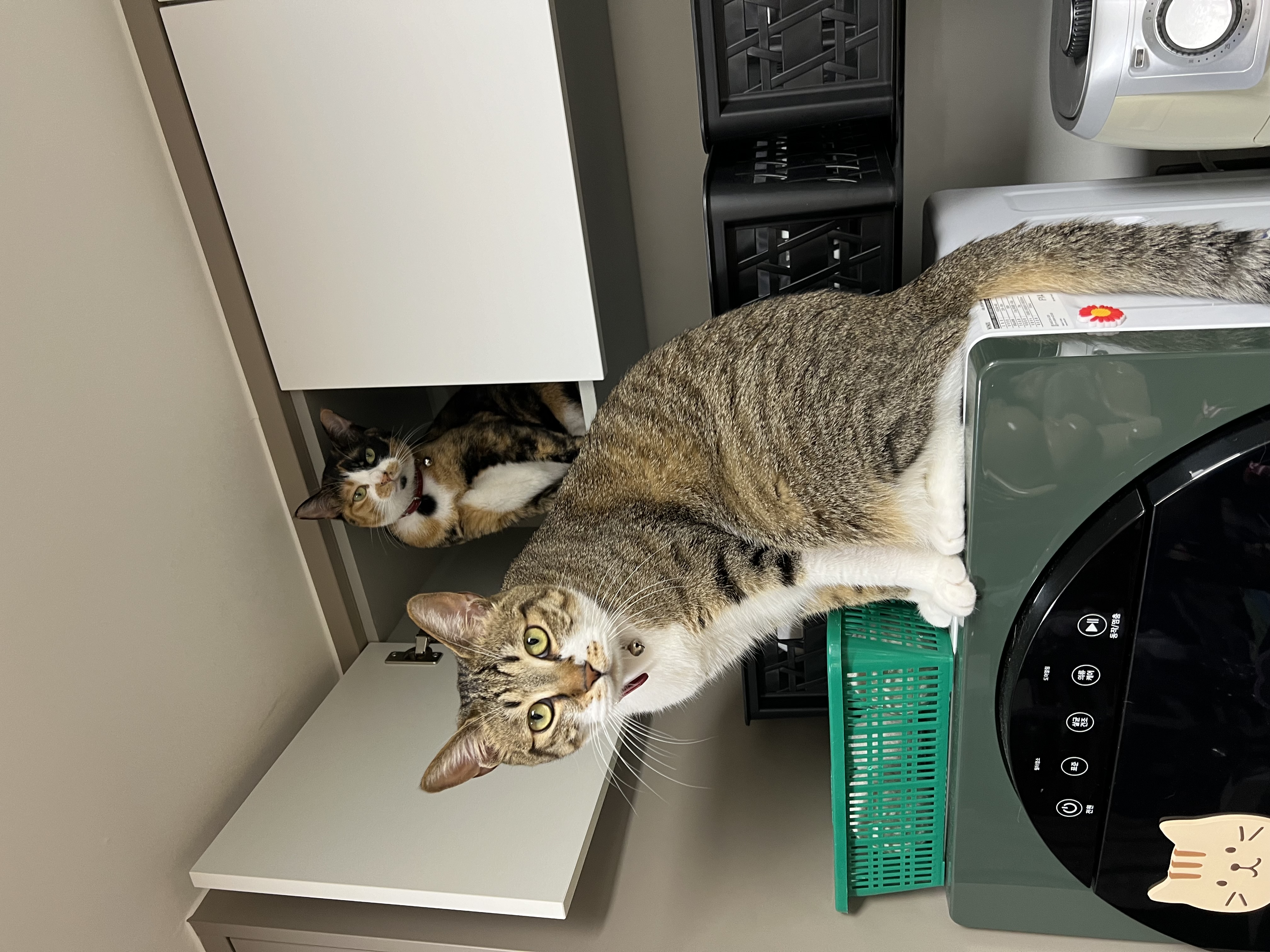 입양 2주년 보고: 타바사(구 트윙클)