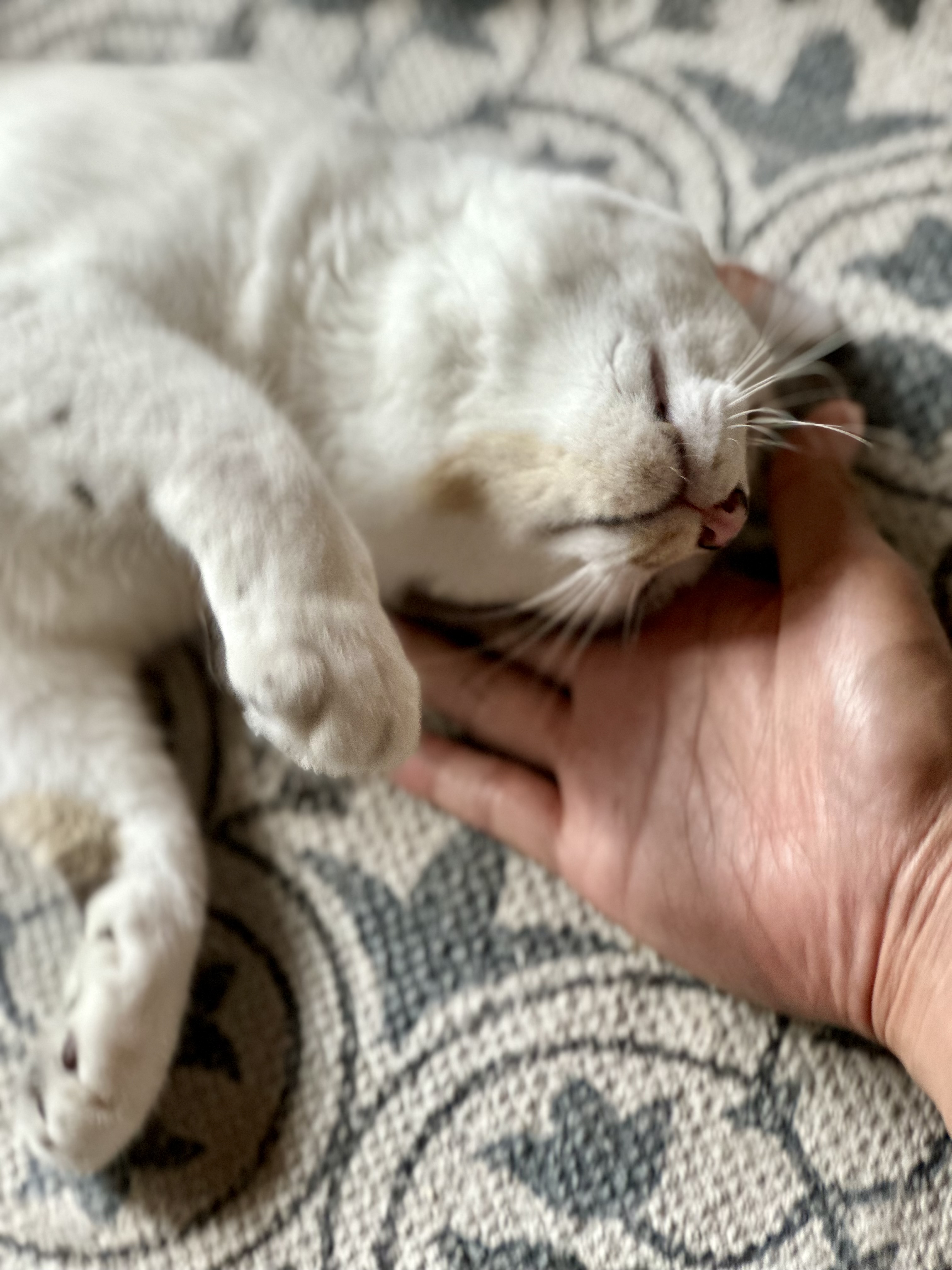 육튼이 입양 세 달 후 이야기