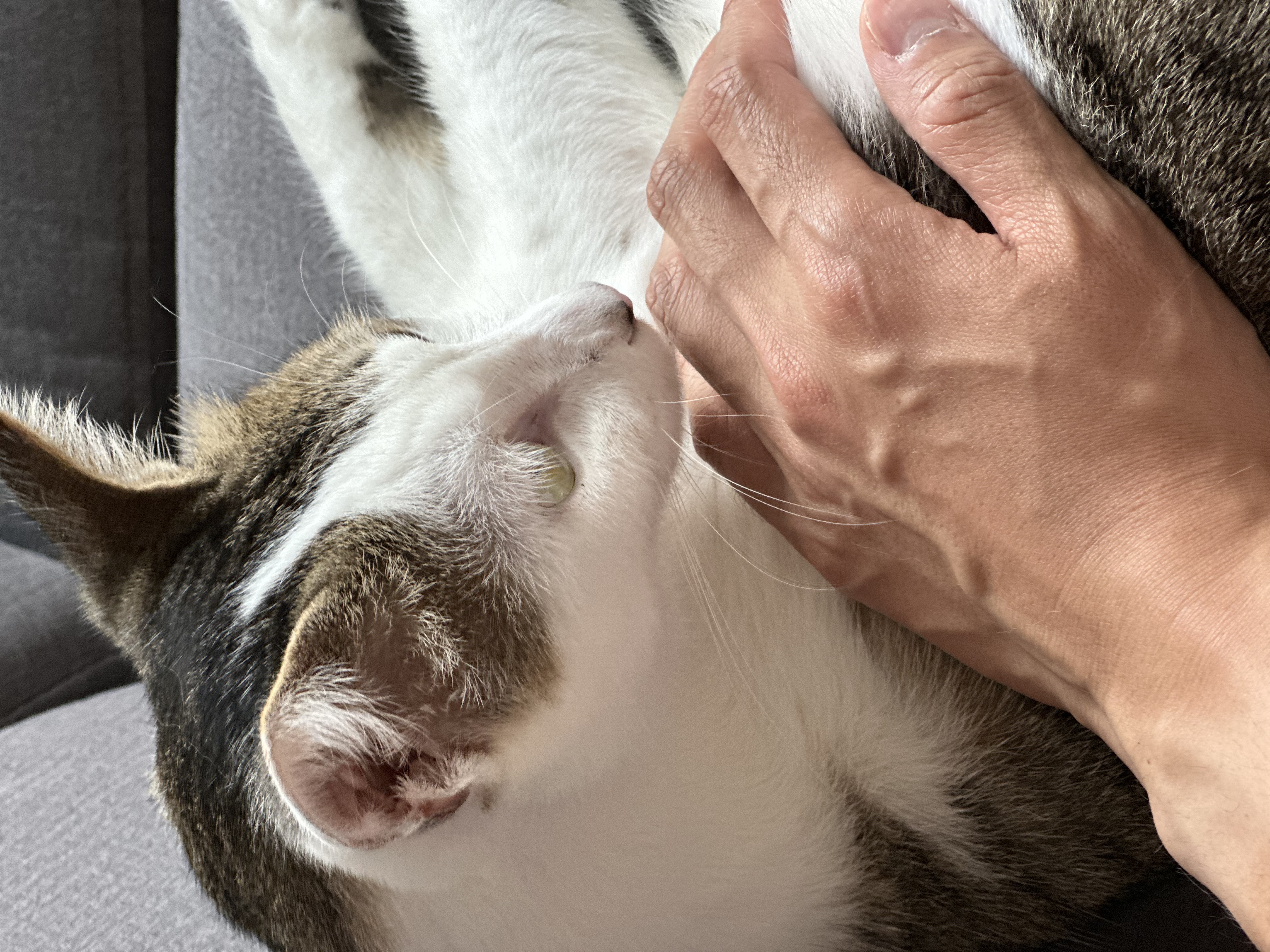 육튼이 입양 세 달 후 이야기