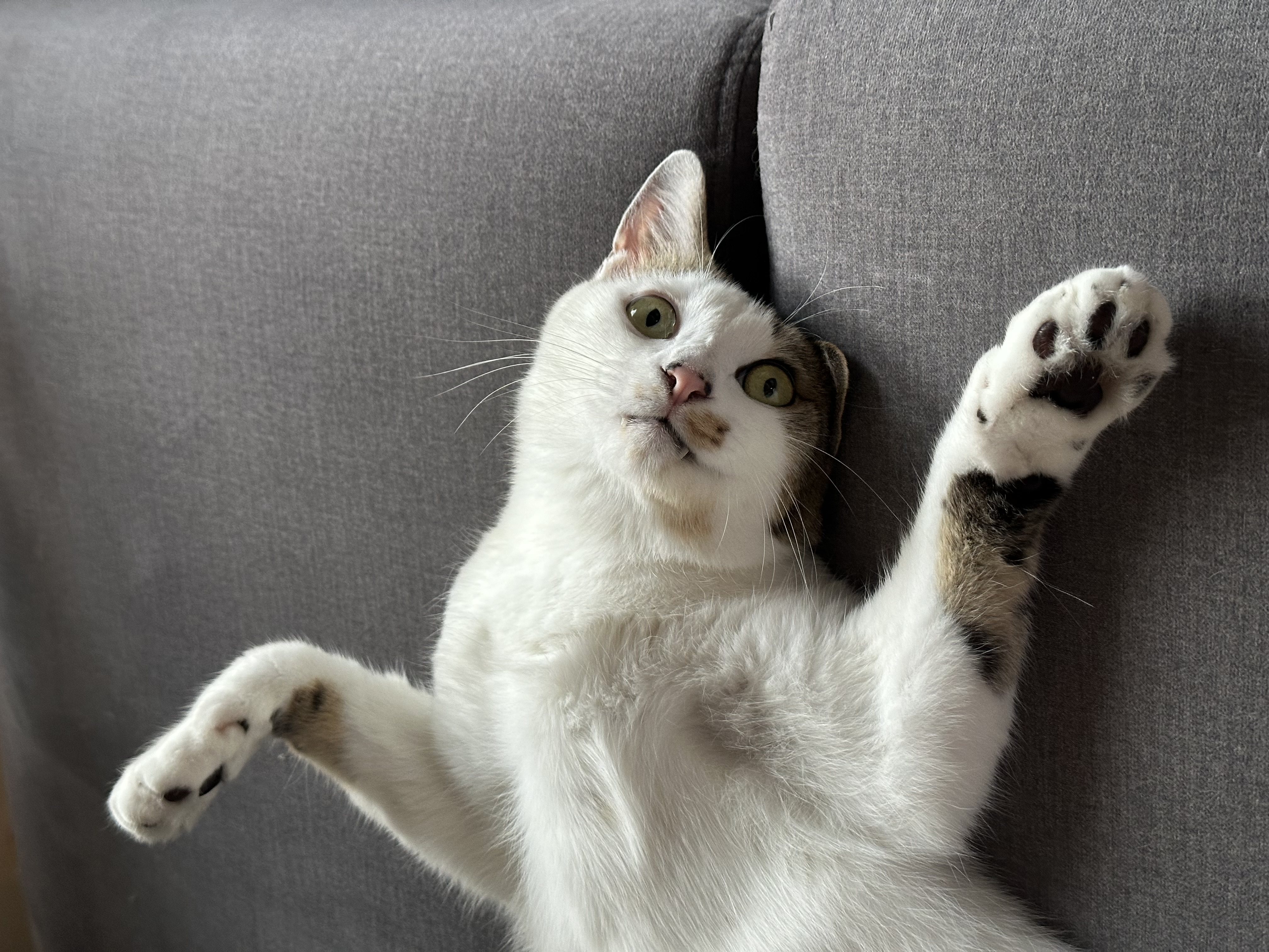 육튼이 입양 세 달 후 이야기