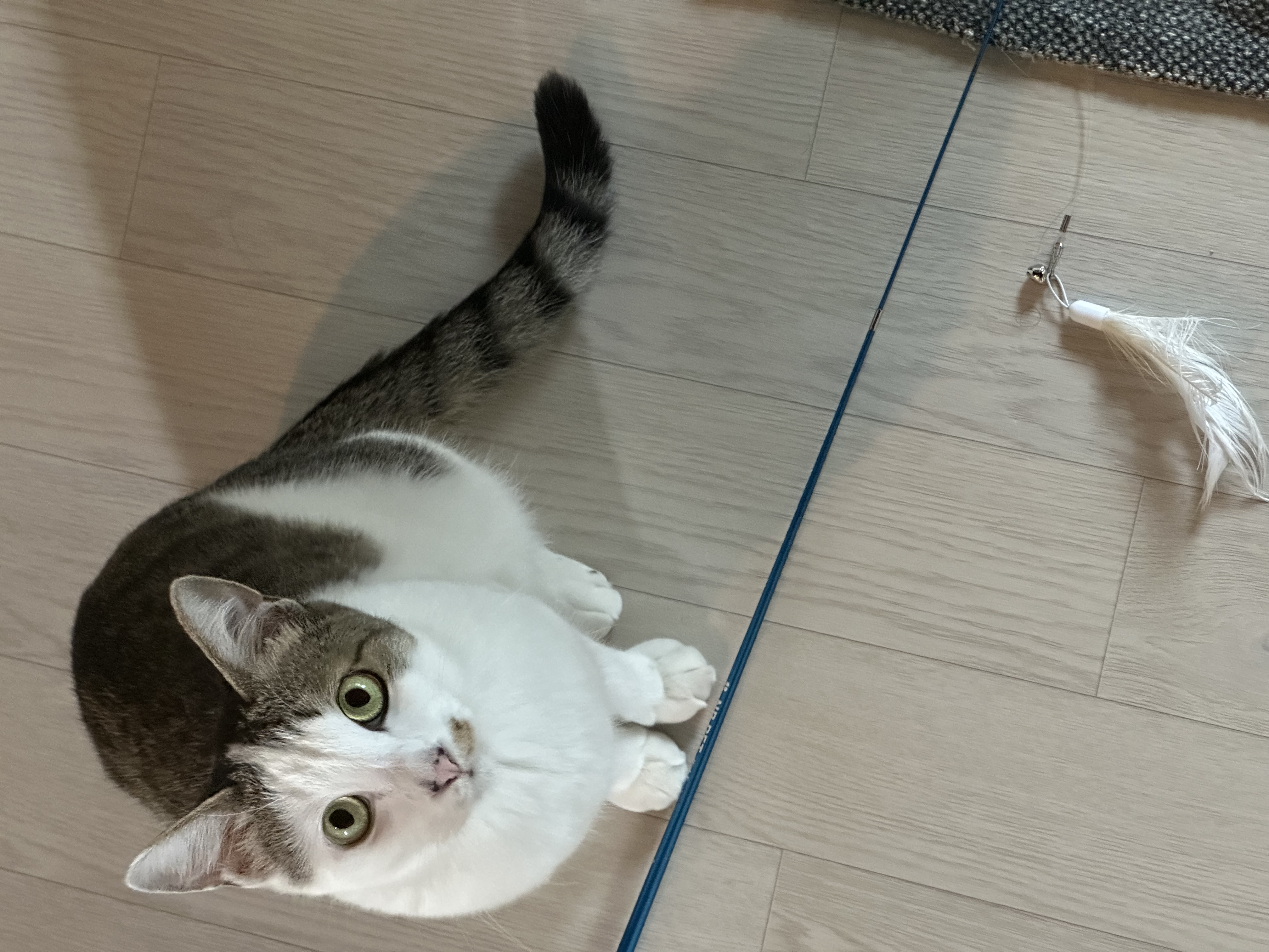 육튼이 입양 세 달 후 이야기