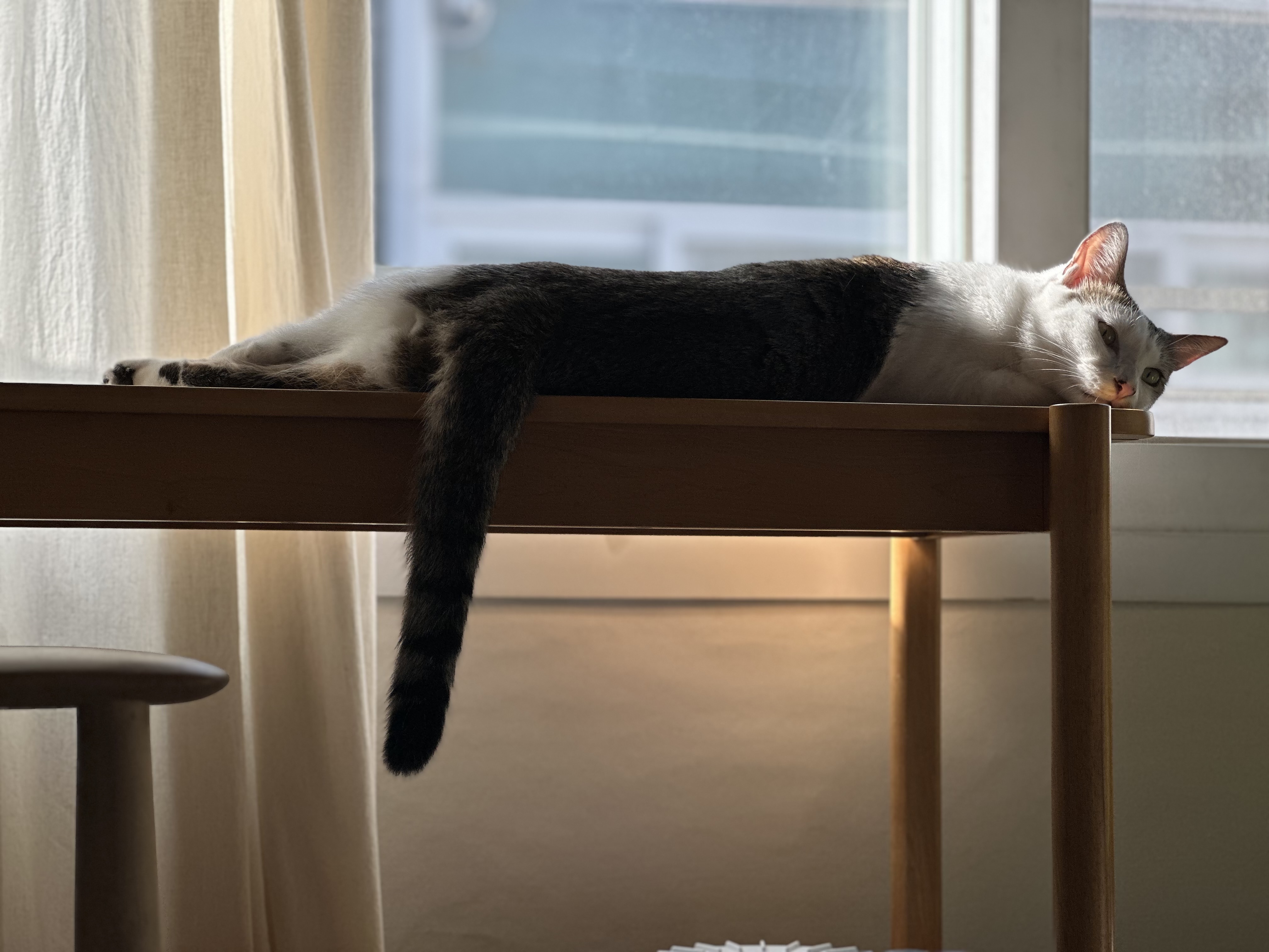 육튼이 입양 세 달 후 이야기