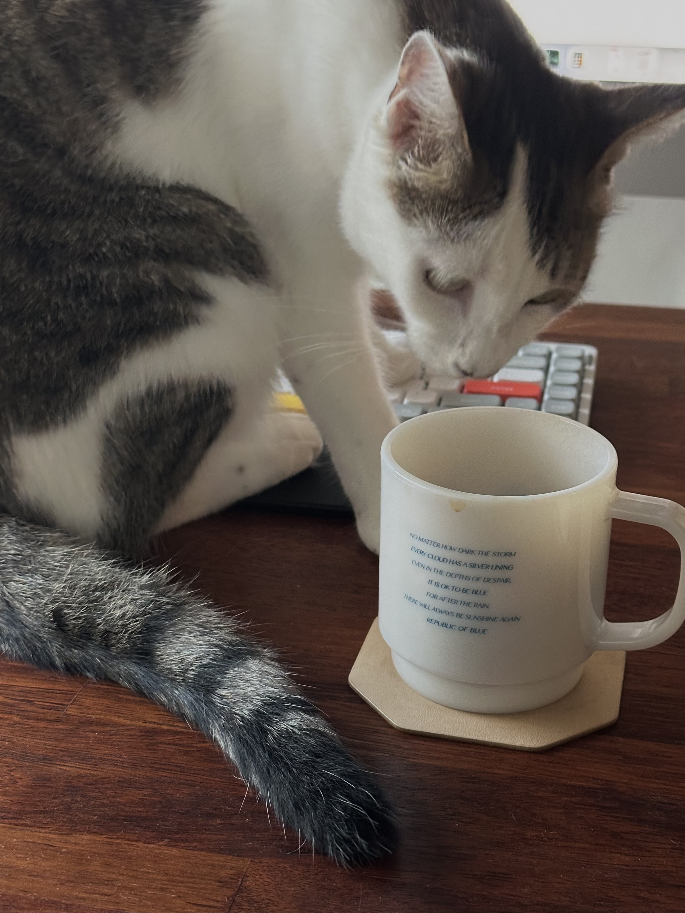 육튼이 입양 세 달 후 이야기