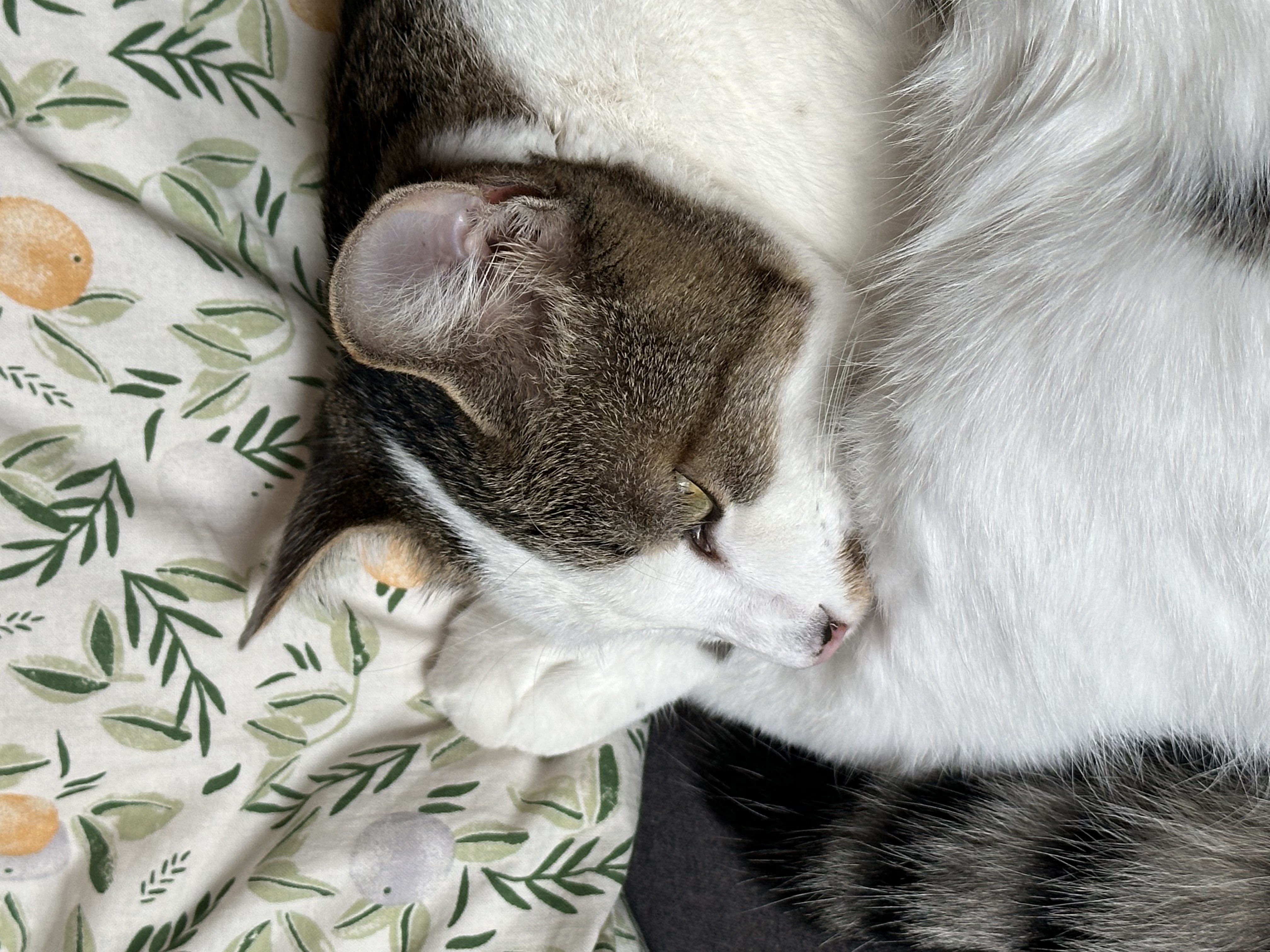육튼이 입양 세 달 후 이야기