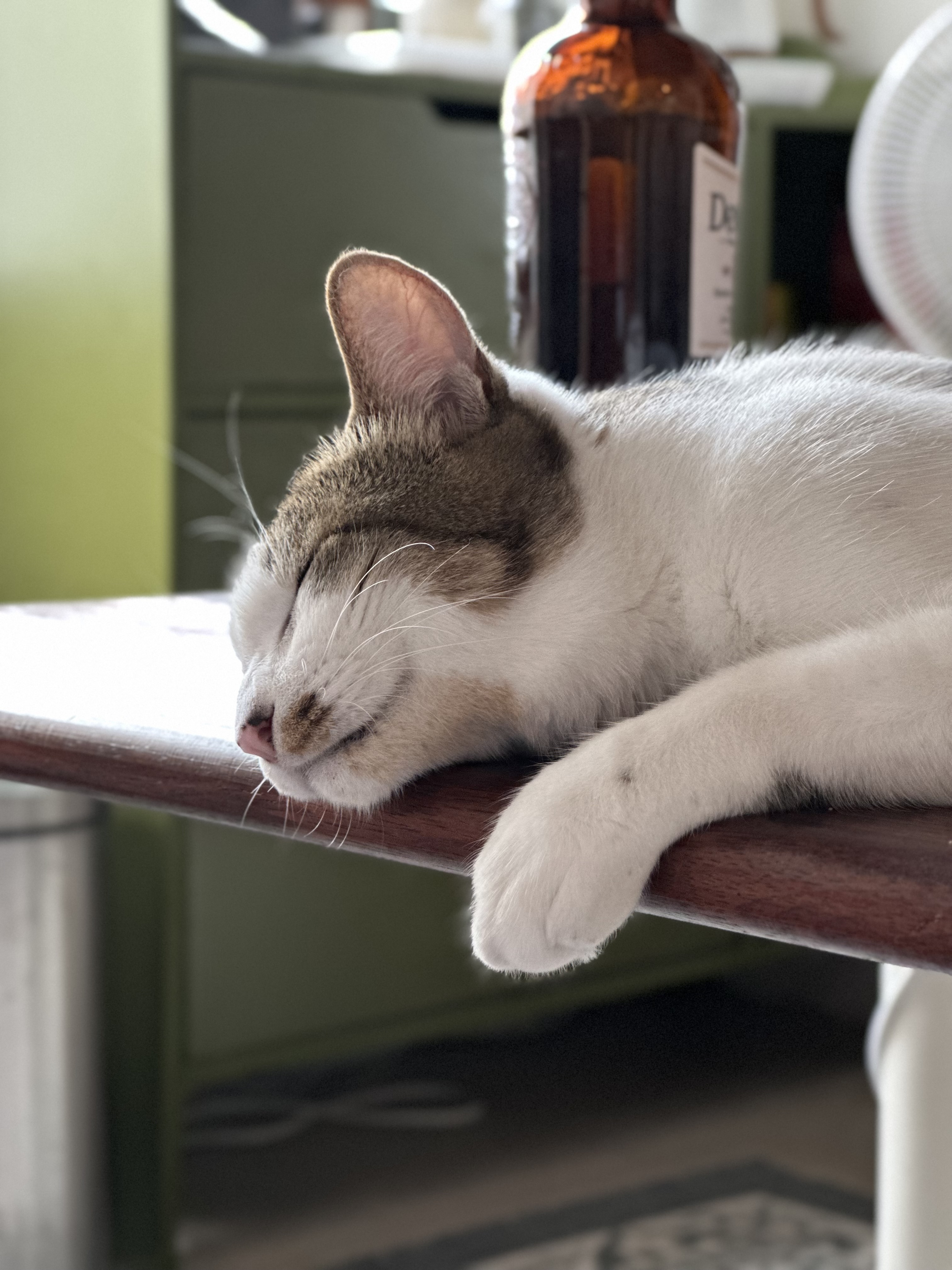 육튼이 입양 세 달 후 이야기