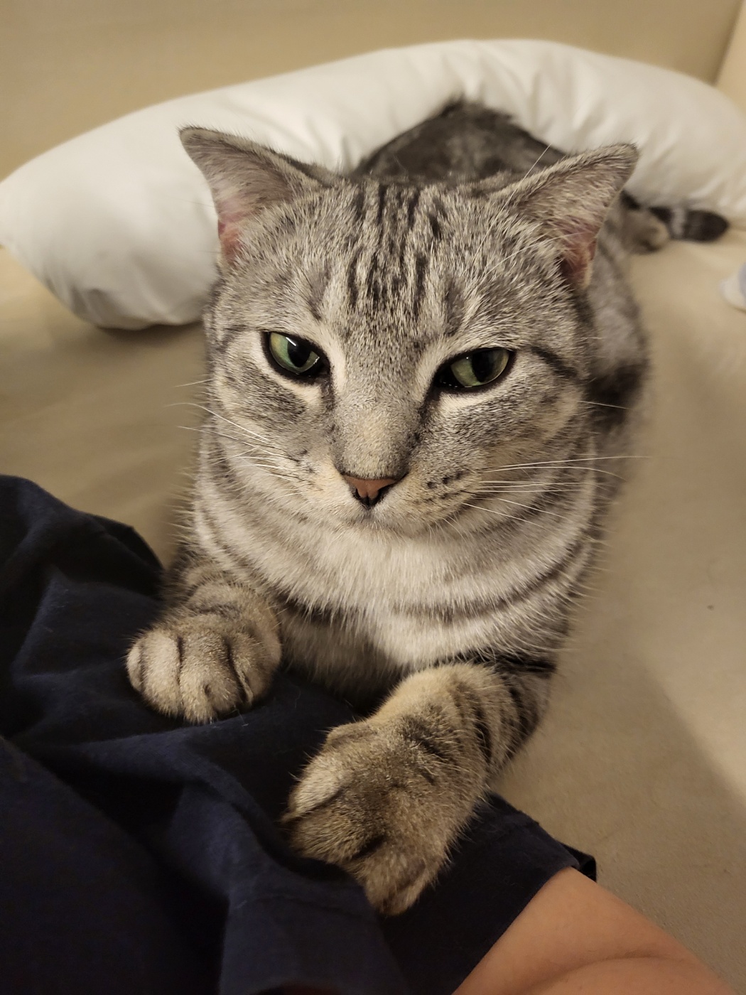 소호(아메)가 가족이 된지 1년이 되었어요!