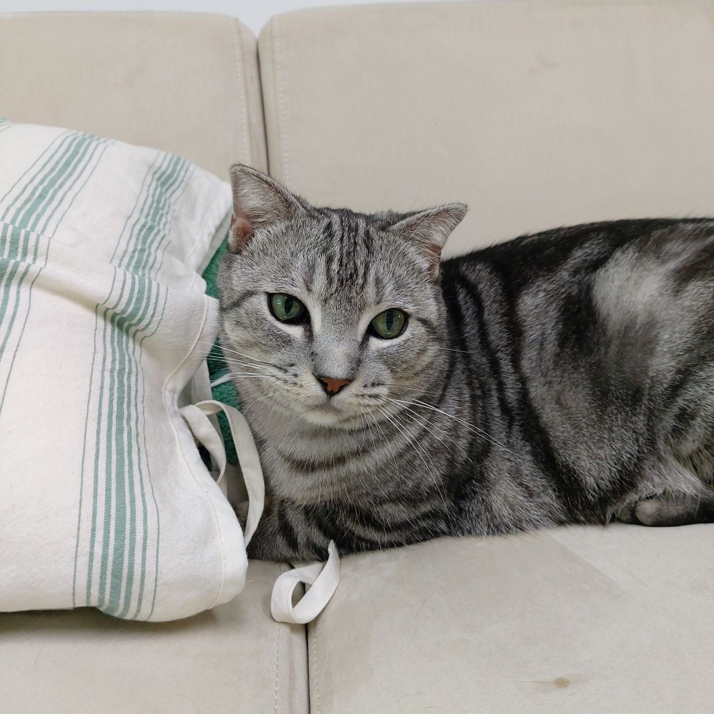 소호(아메)가 가족이 된지 1년이 되었어요!