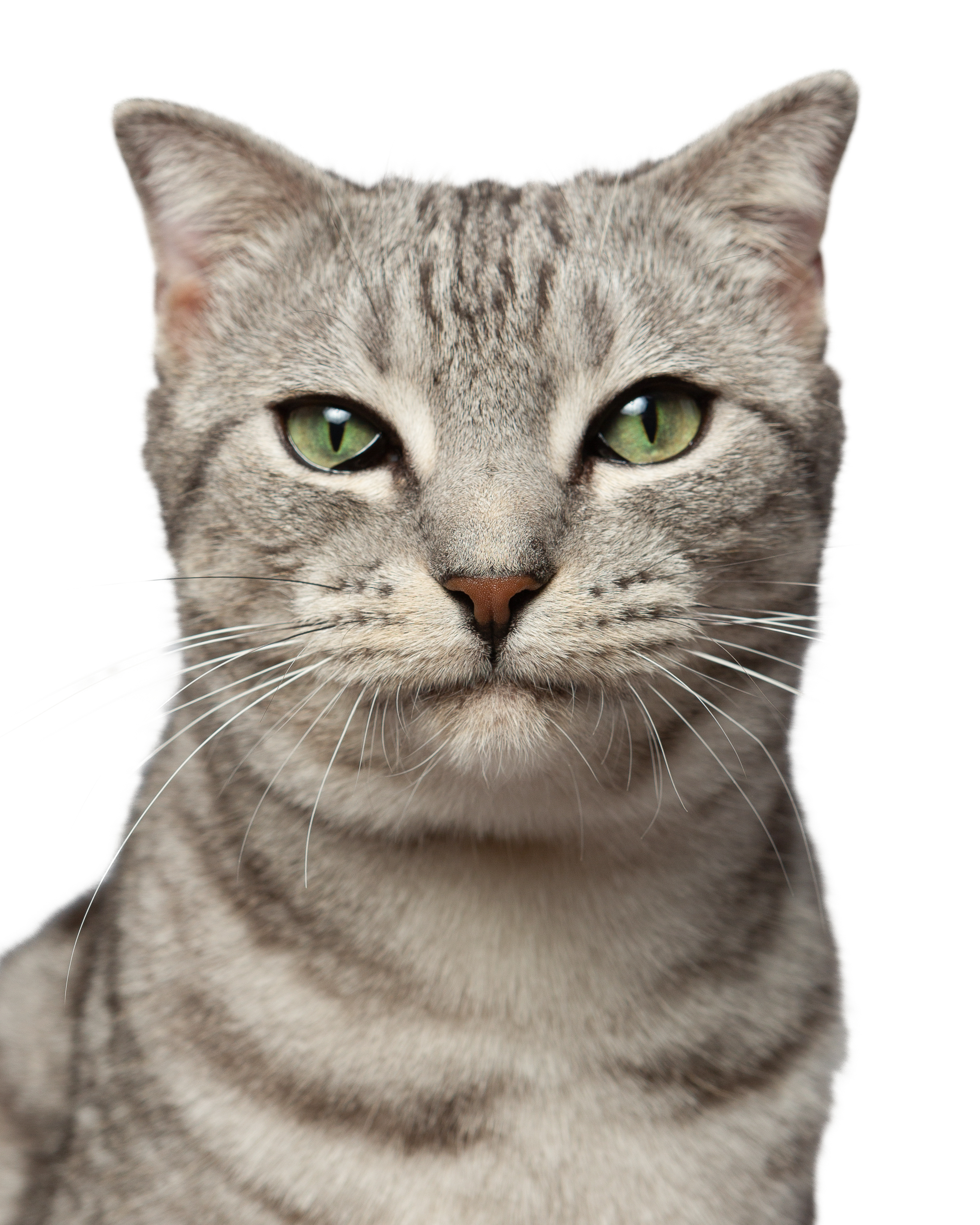 소호(아메)가 가족이 된지 1년이 되었어요!