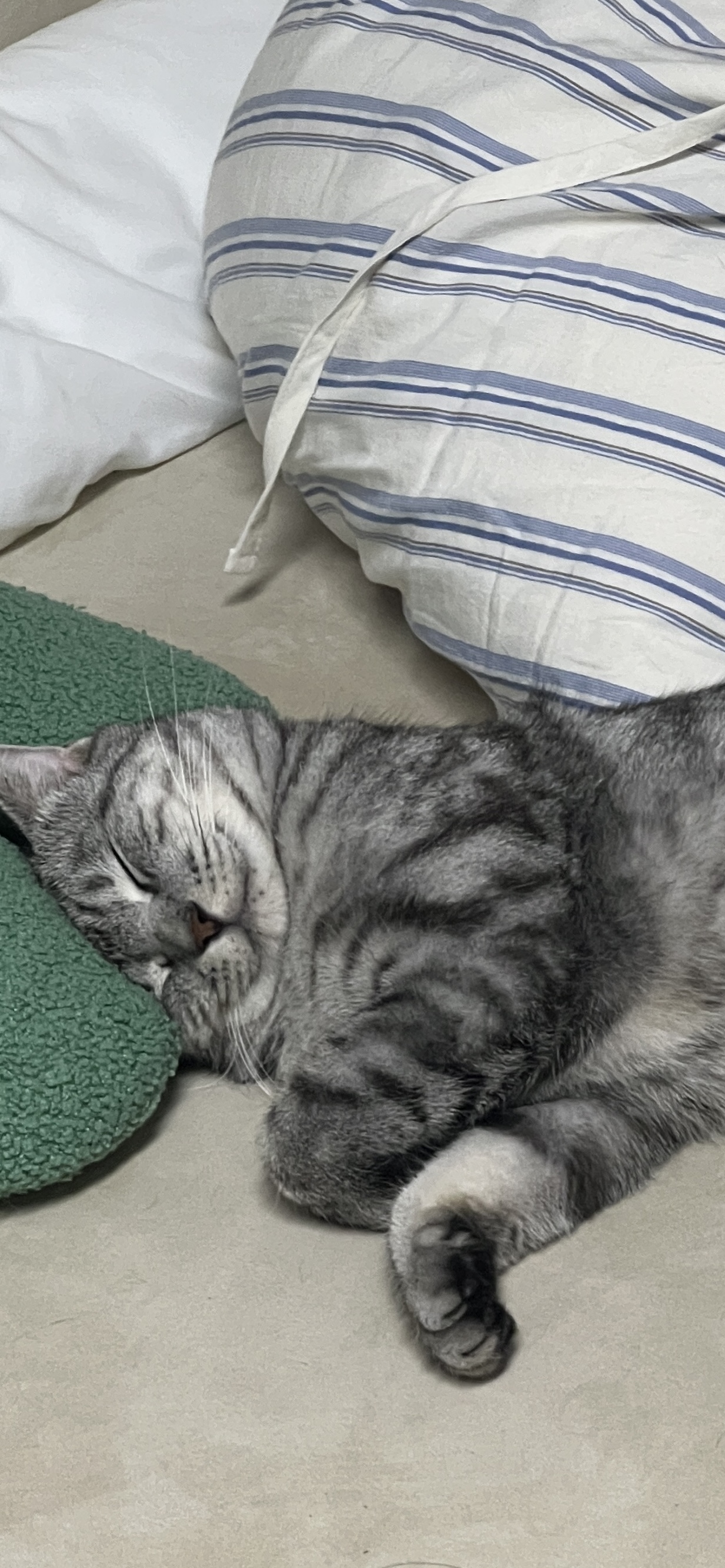 소호(아메)가 가족이 된지 1년이 되었어요!