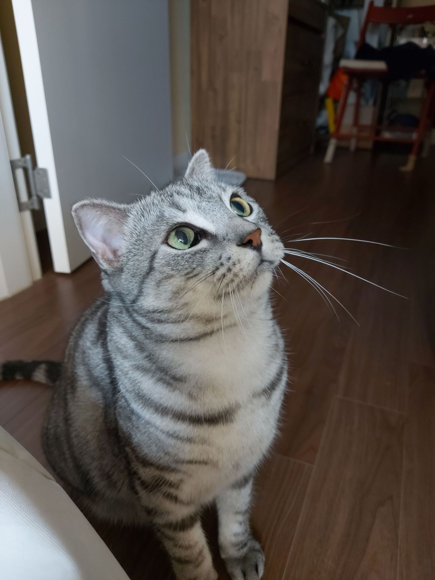 소호(아메)가 가족이 된지 1년이 되었어요!