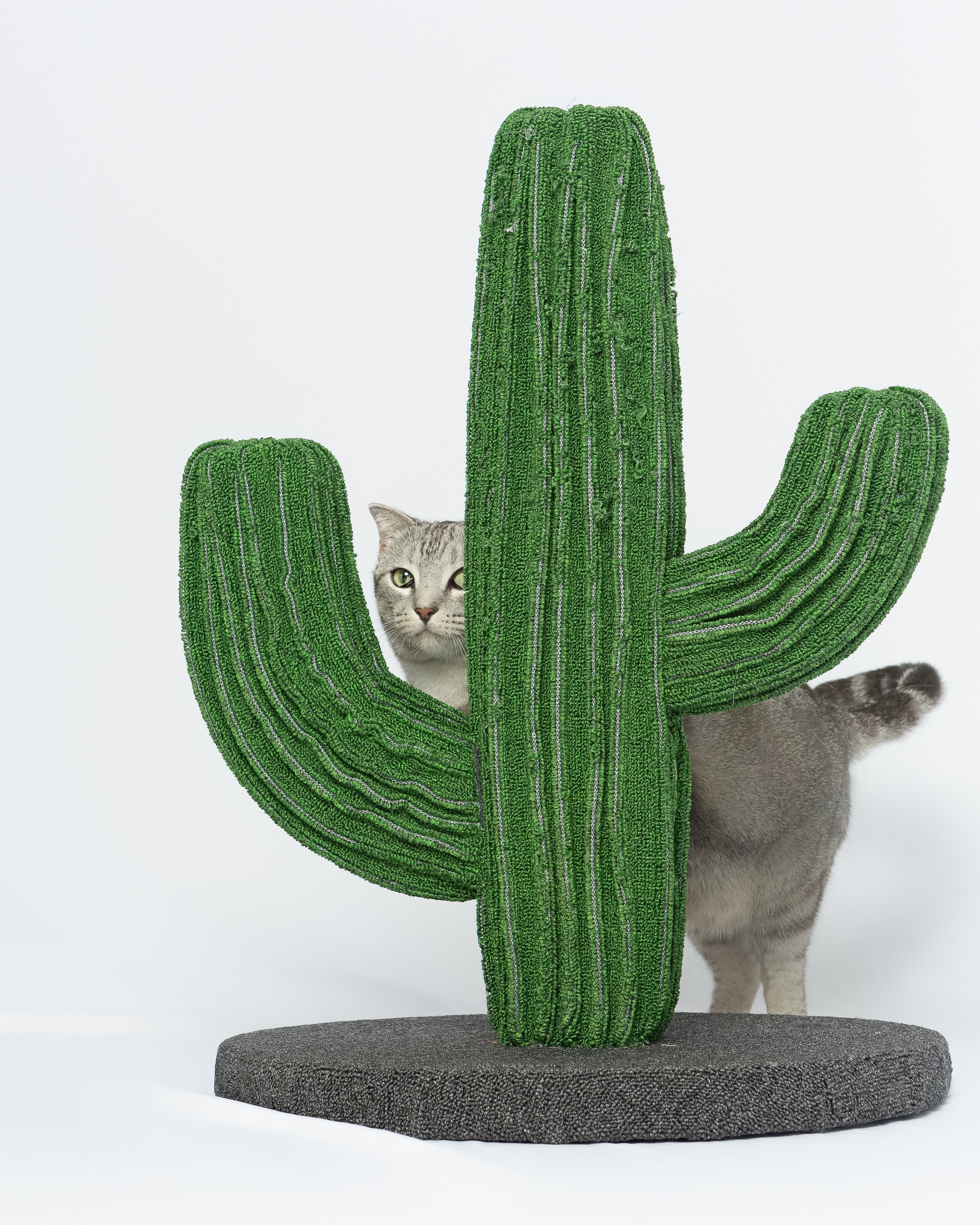 소호(아메)가 가족이 된지 1년이 되었어요!