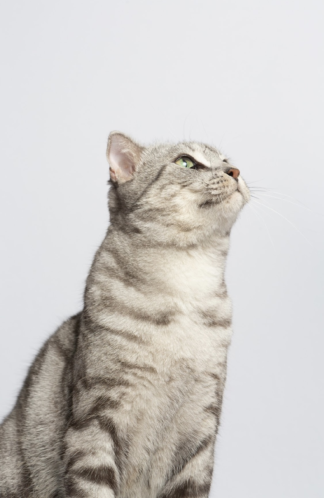 소호(아메)가 가족이 된지 1년이 되었어요!