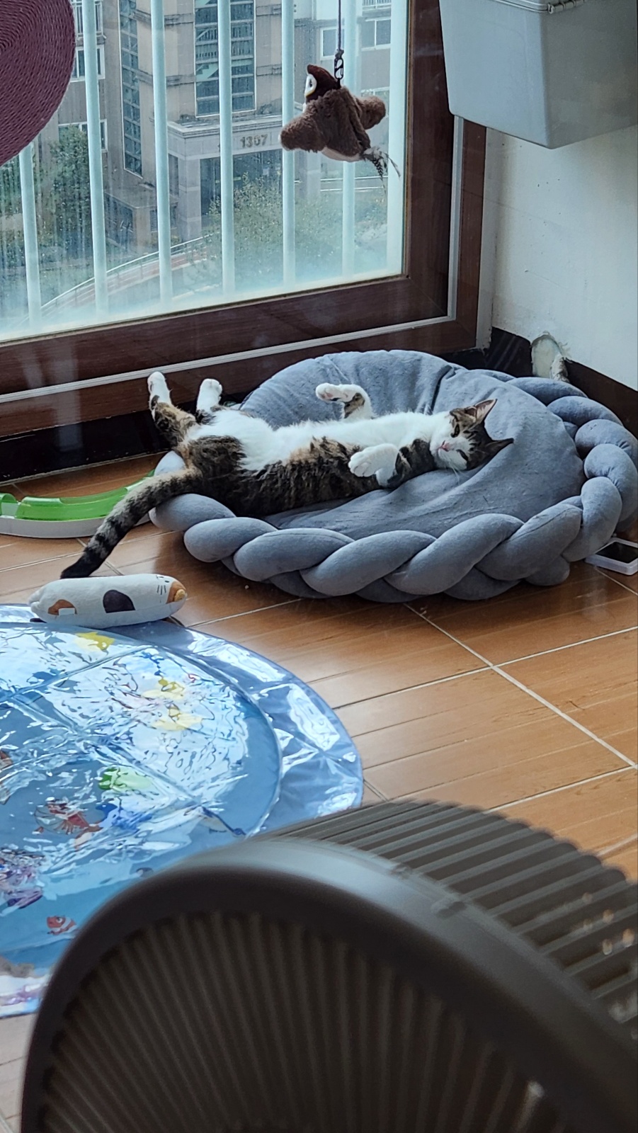 하모 한달이 조금 지난 후기!!