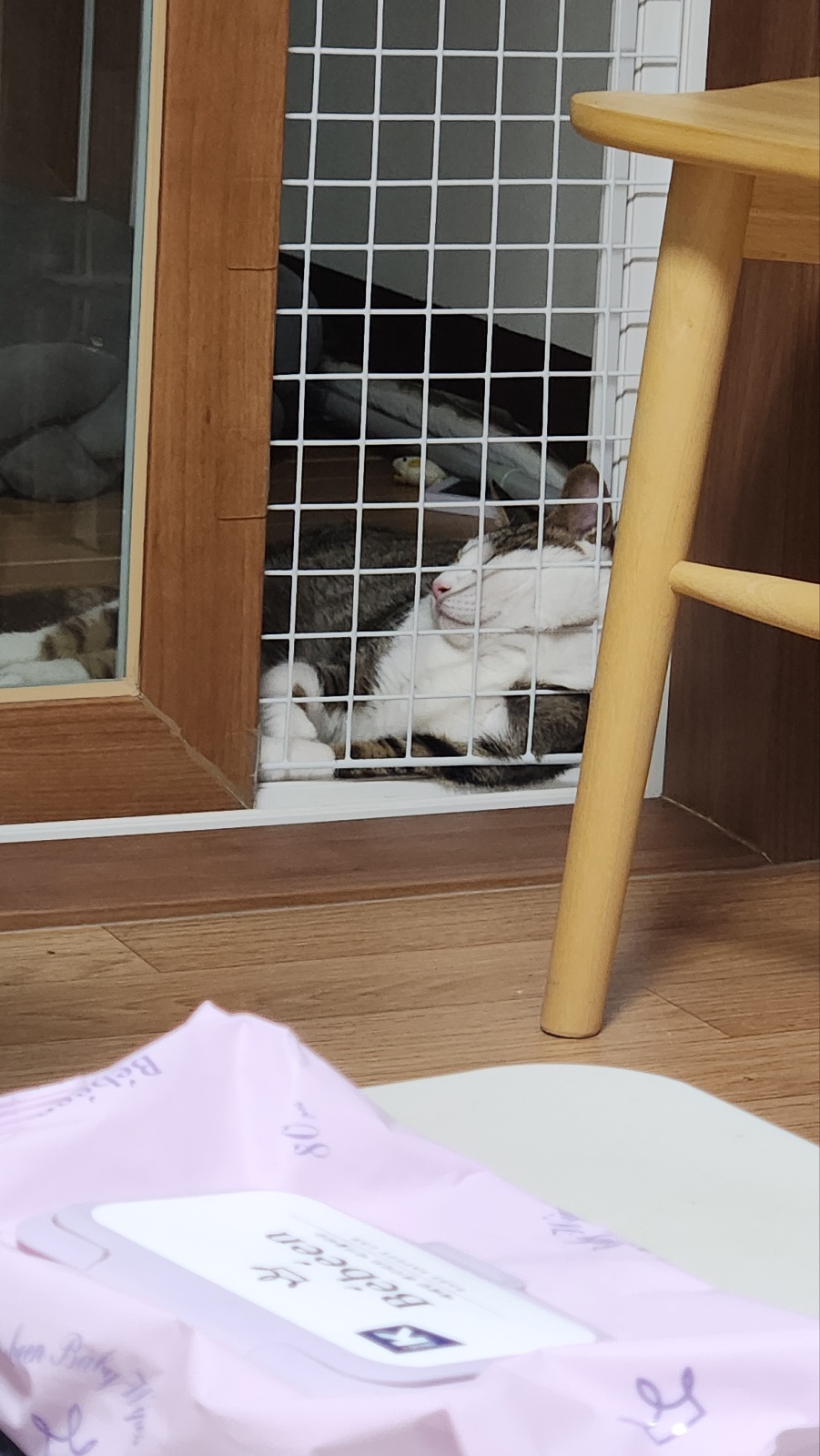 하모 한달이 조금 지난 후기!!