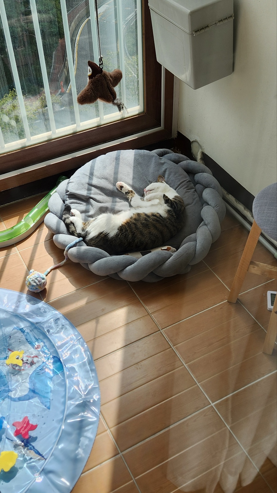 하모 한달이 조금 지난 후기!!