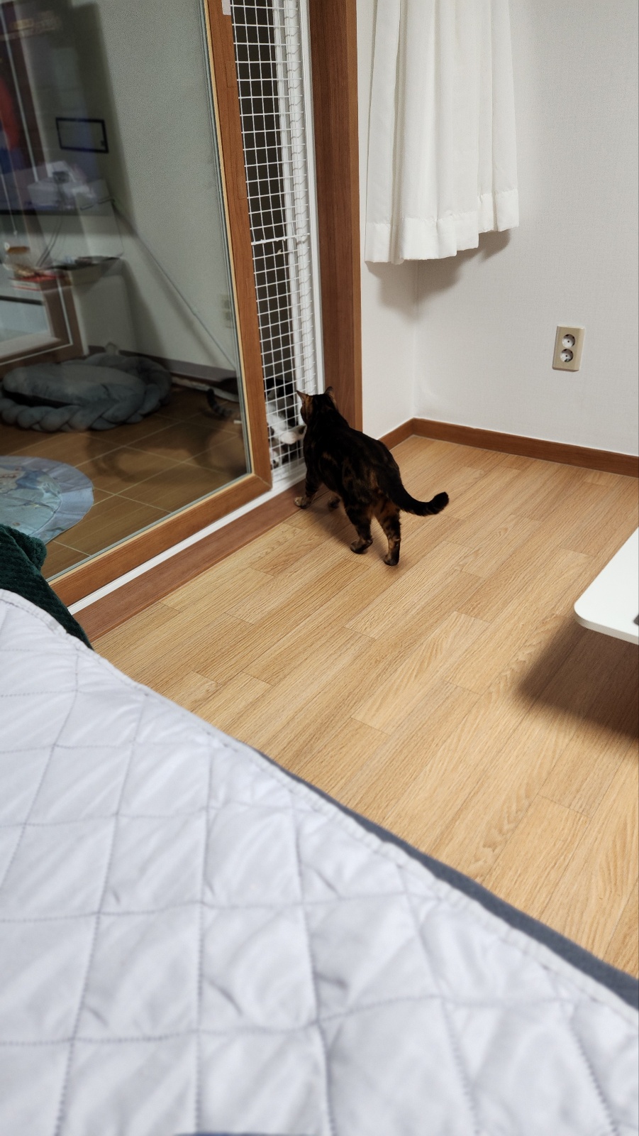 하모 한달이 조금 지난 후기!!