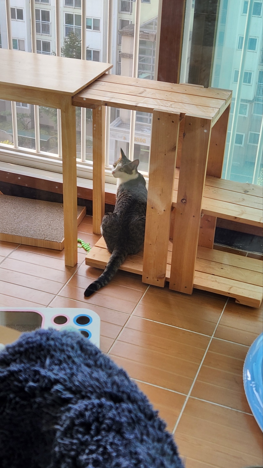 하모 한달이 조금 지난 후기!!