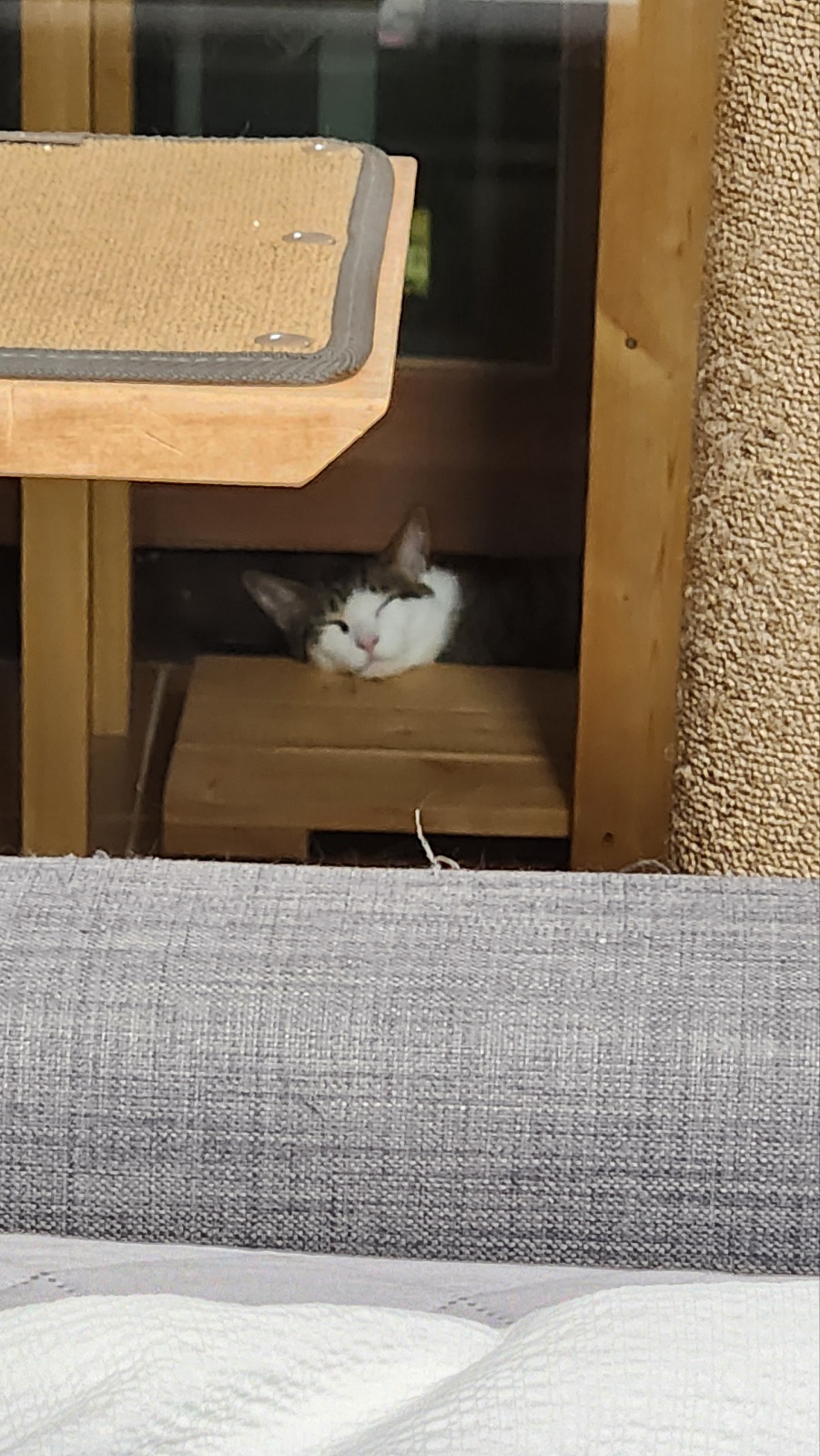 하모 한달이 조금 지난 후기!!