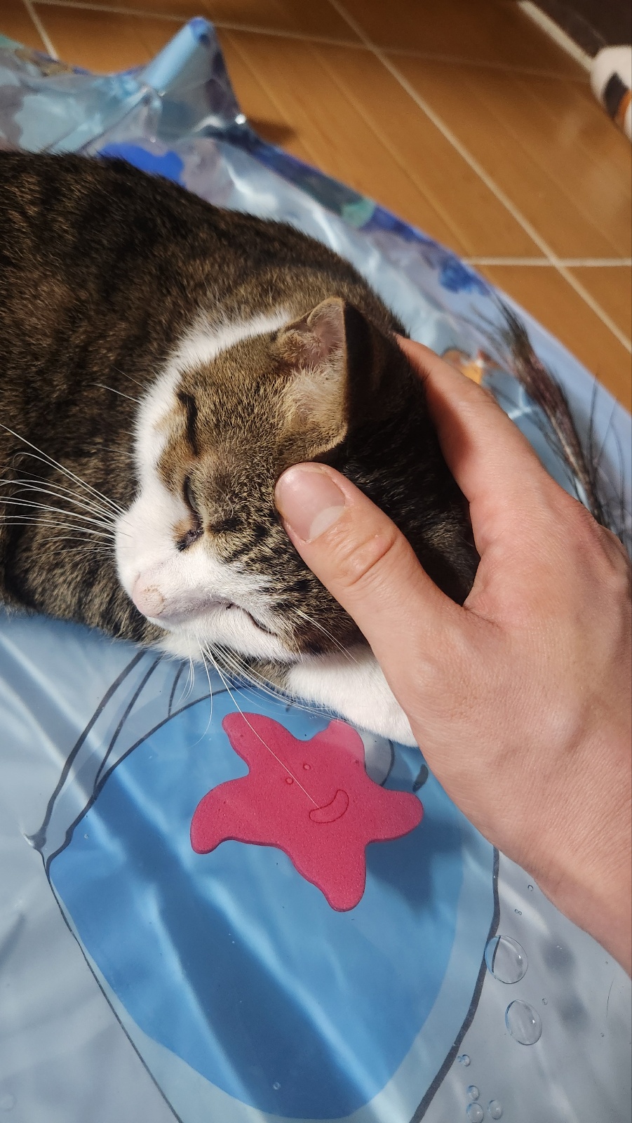 하모 한달이 조금 지난 후기!!