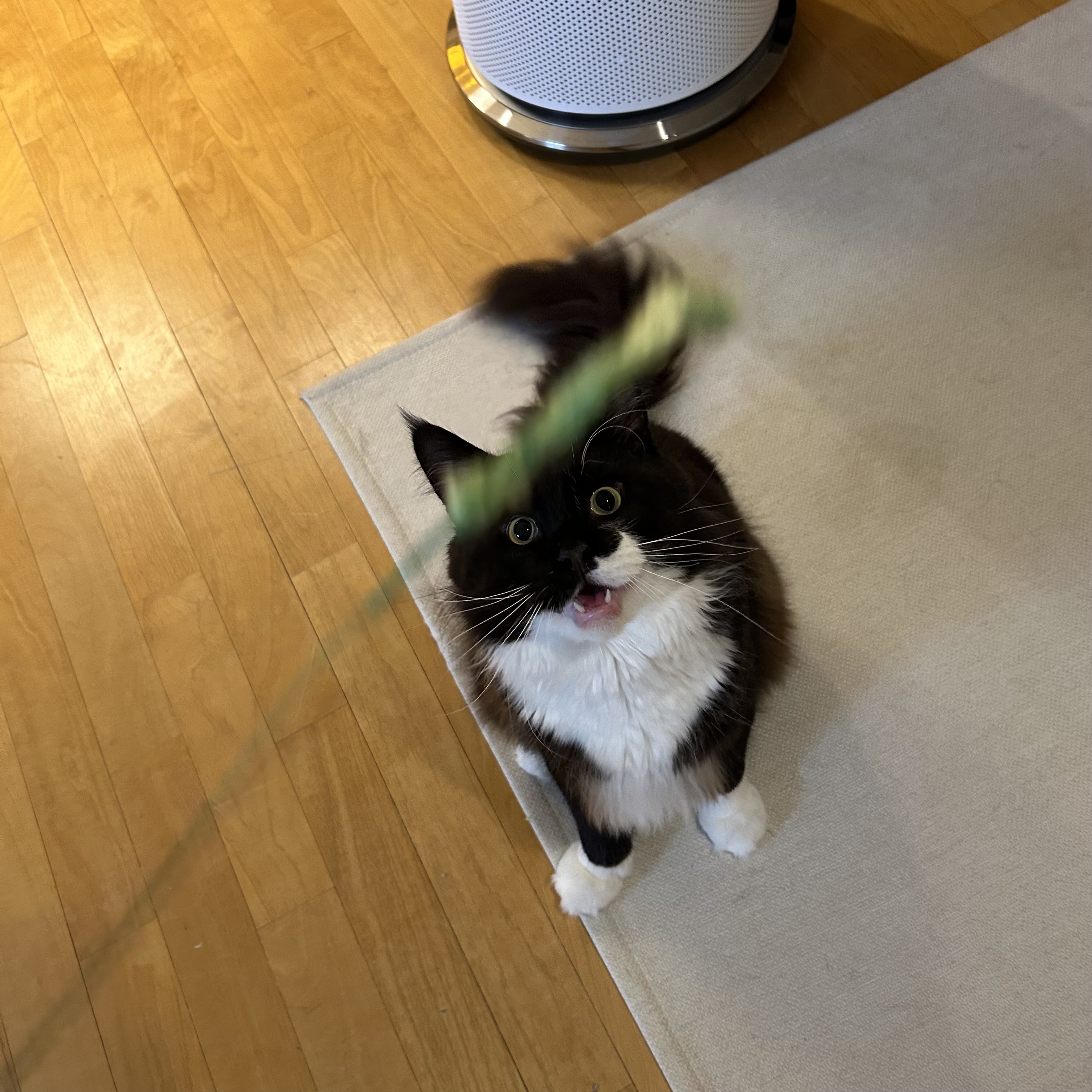 산이(인쿤이)와 벌써 한달 