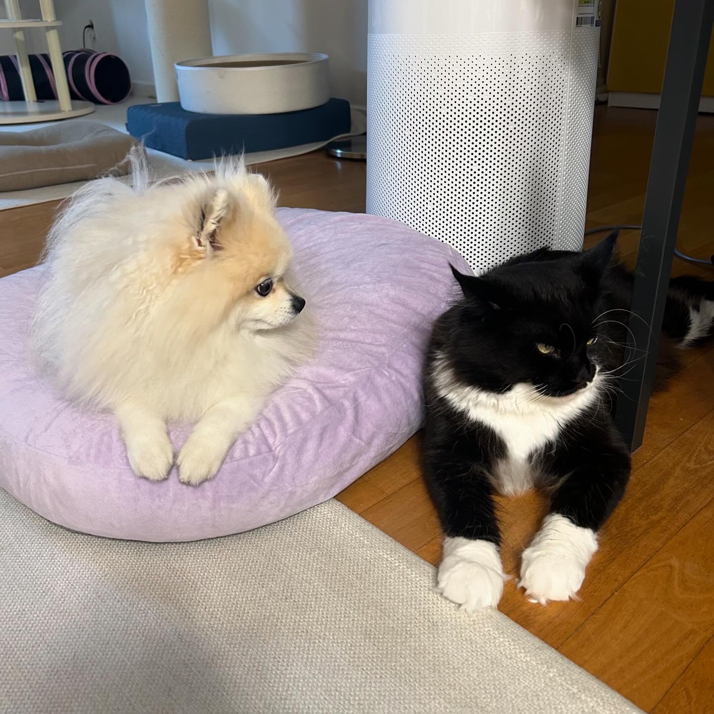 산이(인쿤이)와 벌써 한달 