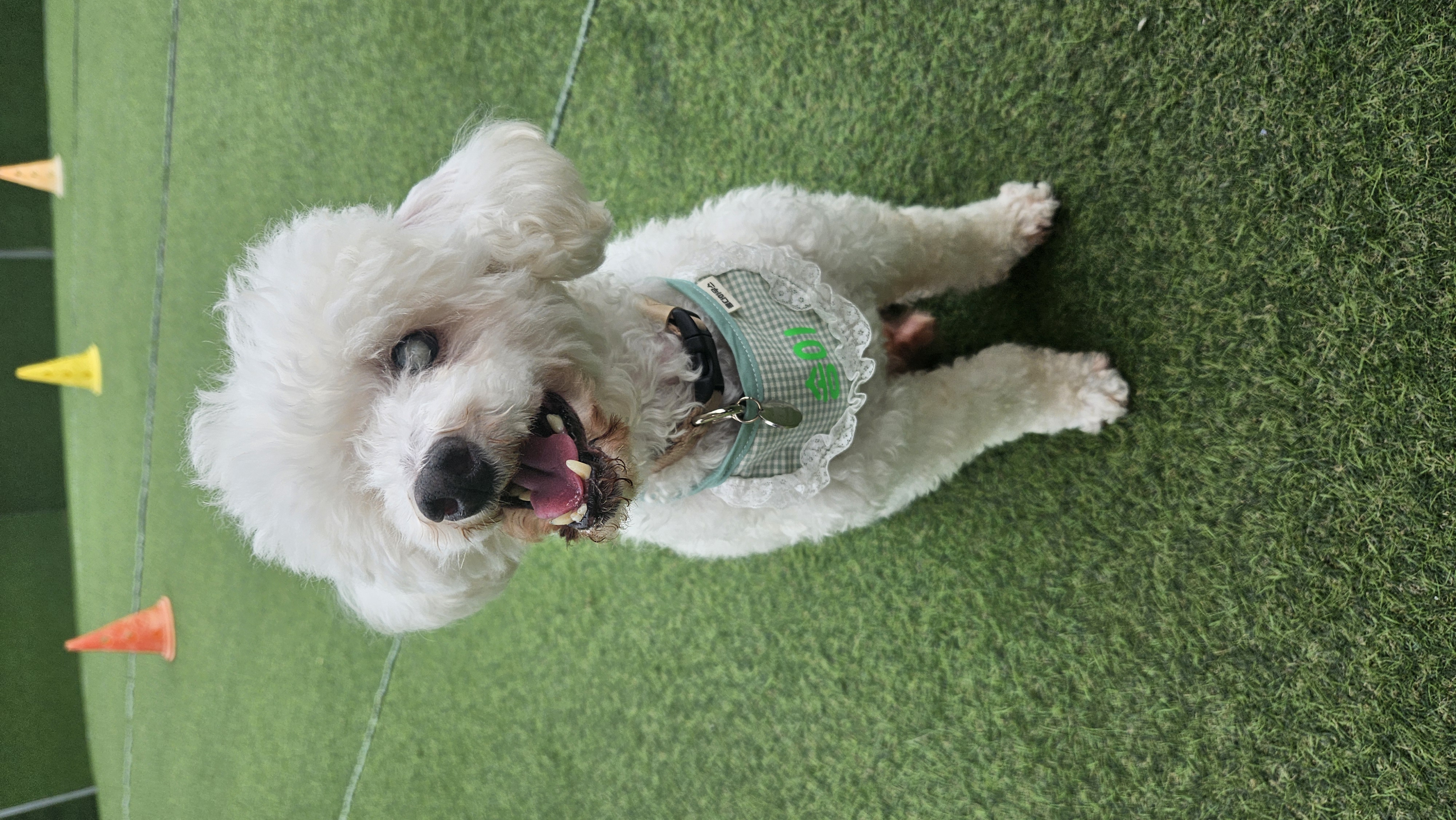 빛돌이(송이)일상